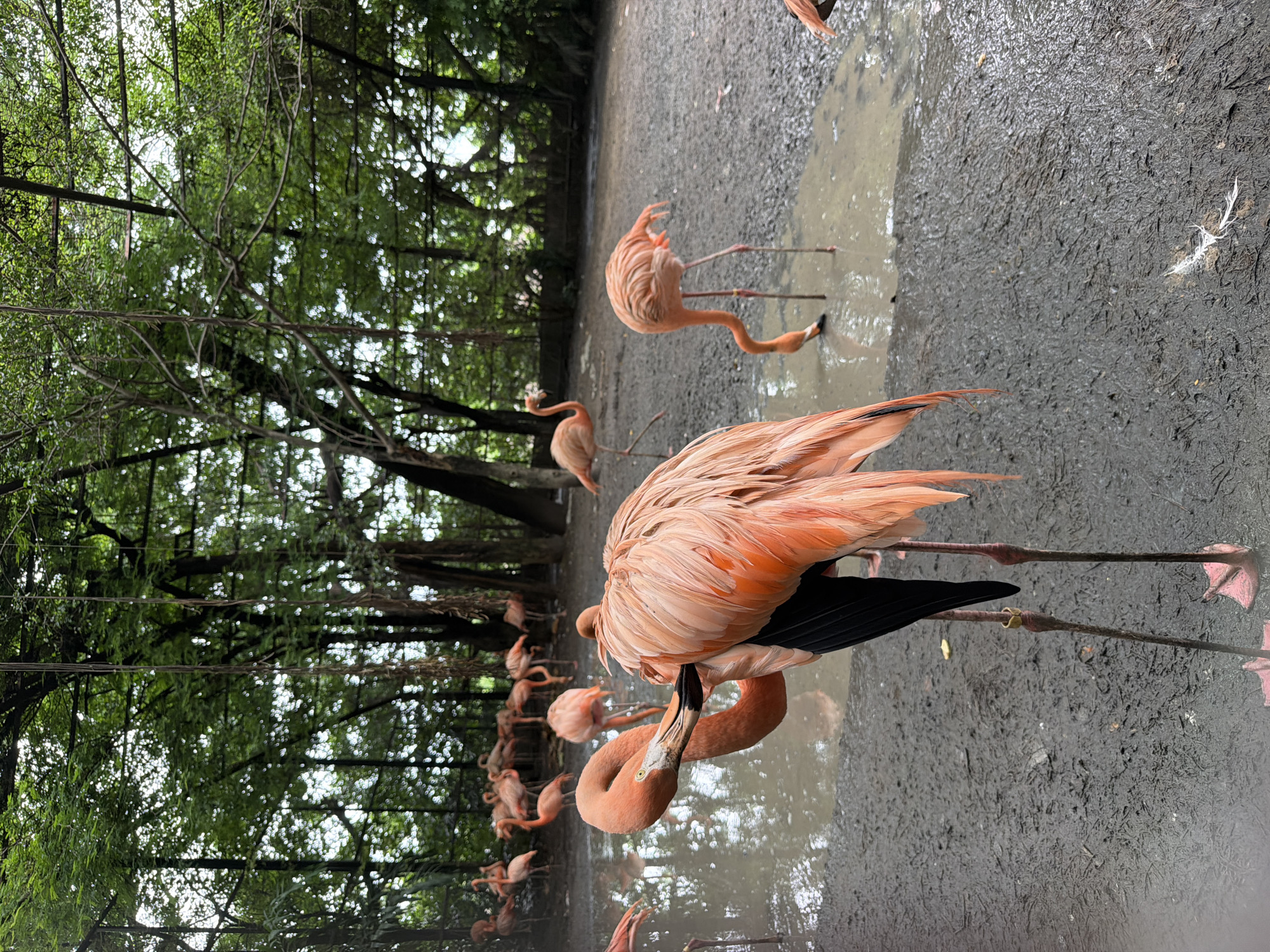 A flock of pink flamingos are gathered in a muddy enclosure with sparse vegetation and trees in the background. One flamingo in the foreground is preening its feathers, with its long neck curved down to its wing. Another flamingo in the middle ground is bending its neck to drink from a shallow puddle. Several other flamingos are visible in the background, some standing in the water and others on the muddy ground. The scene appears to be an outdoor enclosure in a zoo or wildlife park. The presence of muddy ground and puddles suggests recent rainfall or a water feature within the enclosure. The overall impression is of a tranquil scene of flamingos in their habitat. The location is not specified in the image or its description.