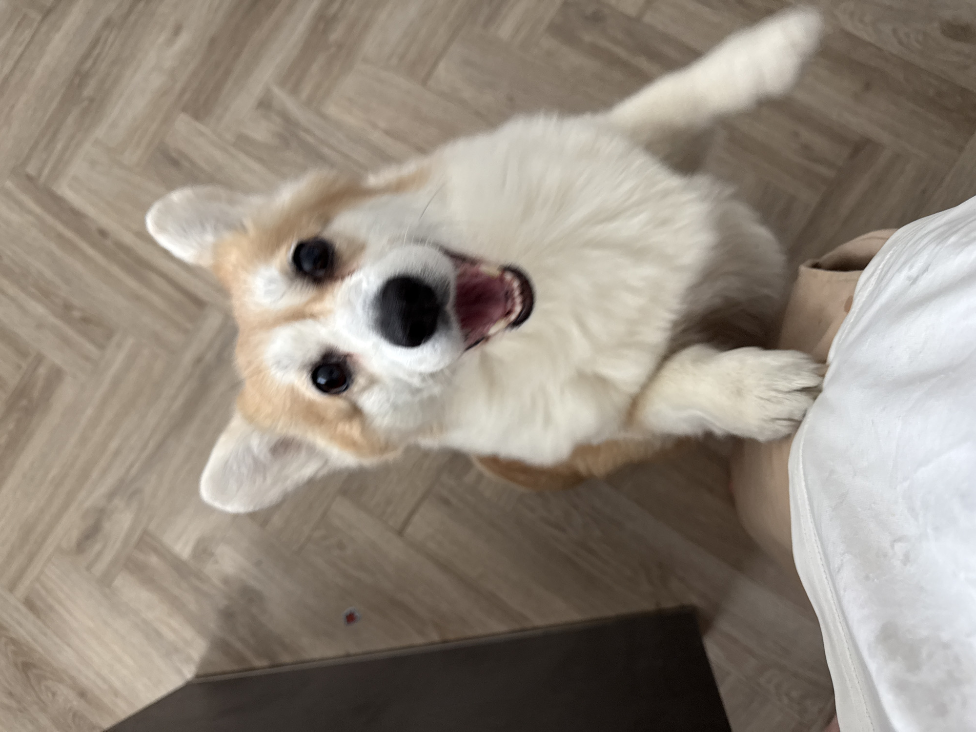 A tan and white Corgi dog with black eyes and nose, and open mouth is standing on its hind legs, with its front paws on a person’s leg, looking up toward the camera. The dog is positioned on a wooden-look floor in front of a dark brown cabinet. The person’s leg is covered in a white fabric. The dog's location in Krasnoyarsk, Russia, is not determinable from the visual information.