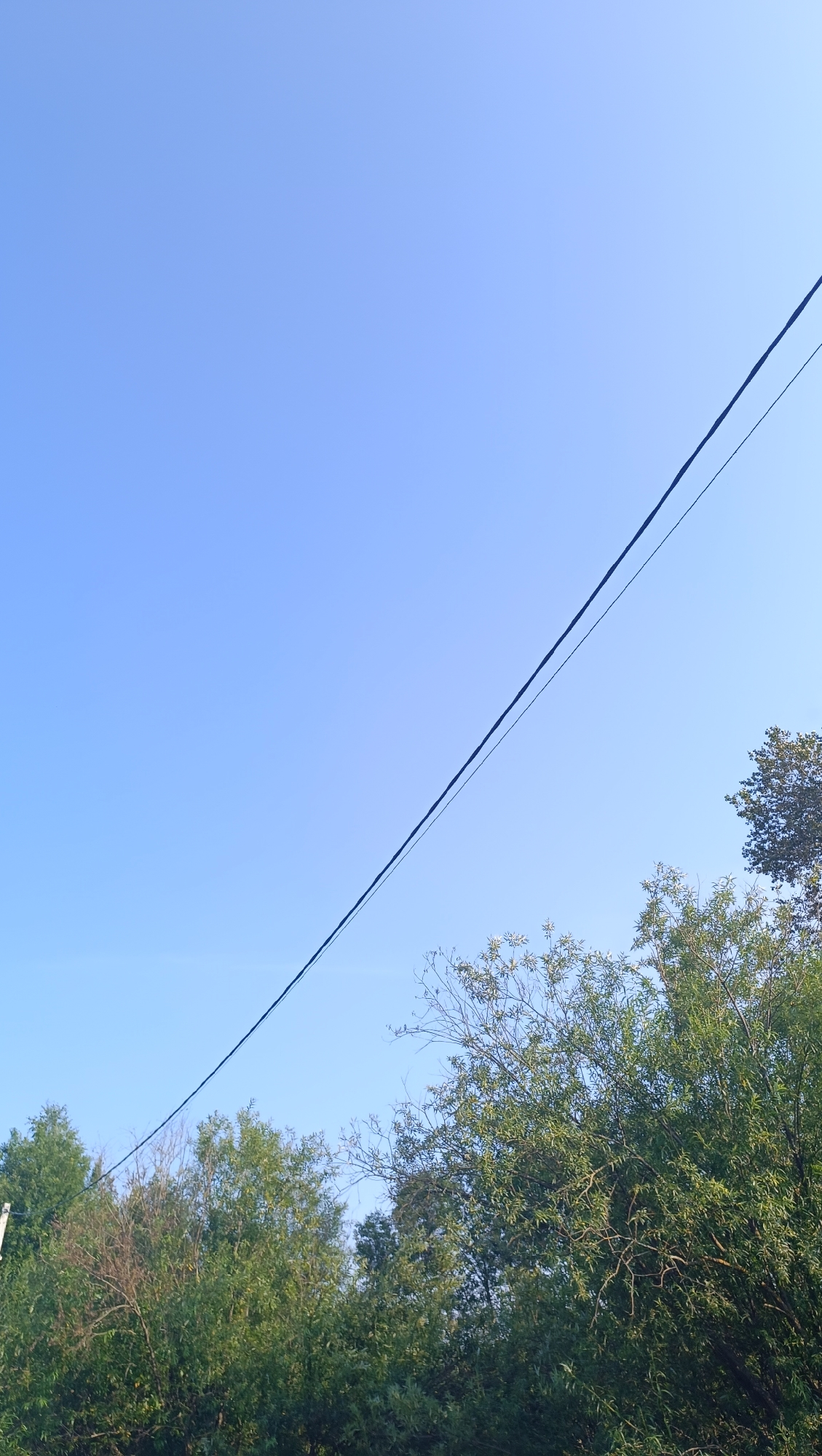 A power line traverses diagonally across a clear blue sky, from the upper left to the lower right of the frame. Beneath the sky, a dense line of green trees forms the lower portion of the image. The trees appear to be in full foliage, with some branches extending upwards into the sky. The scene is set outdoors, in what appears to be a natural or semi-natural environment, likely on the outskirts of the city of Karsha, Russia, given the context. No people or specific actions are visible.