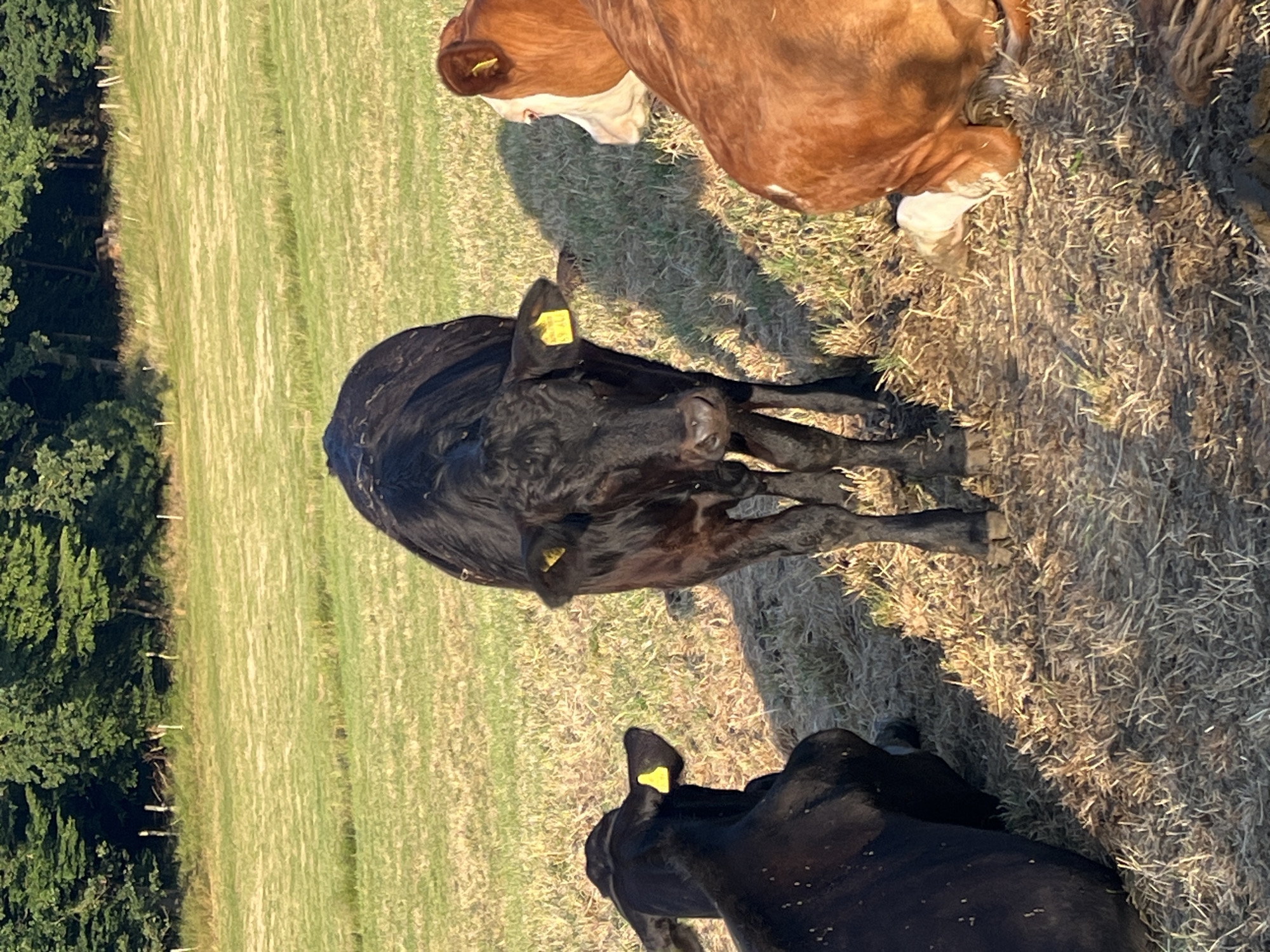 In a field in Wiera, Germany, three cows are present. One black cow stands centrally in the frame, facing forward. To its left, another black cow is lying down, viewed from behind. To the right of the central cow, two cows are partially visible, one with reddish-brown fur and white markings, and another with entirely reddish-brown fur. The ground is covered in dry grass and soil, with a shadow cast by the central cow. In the background, a line of trees forms a dense, green border against a bright, grassy field.