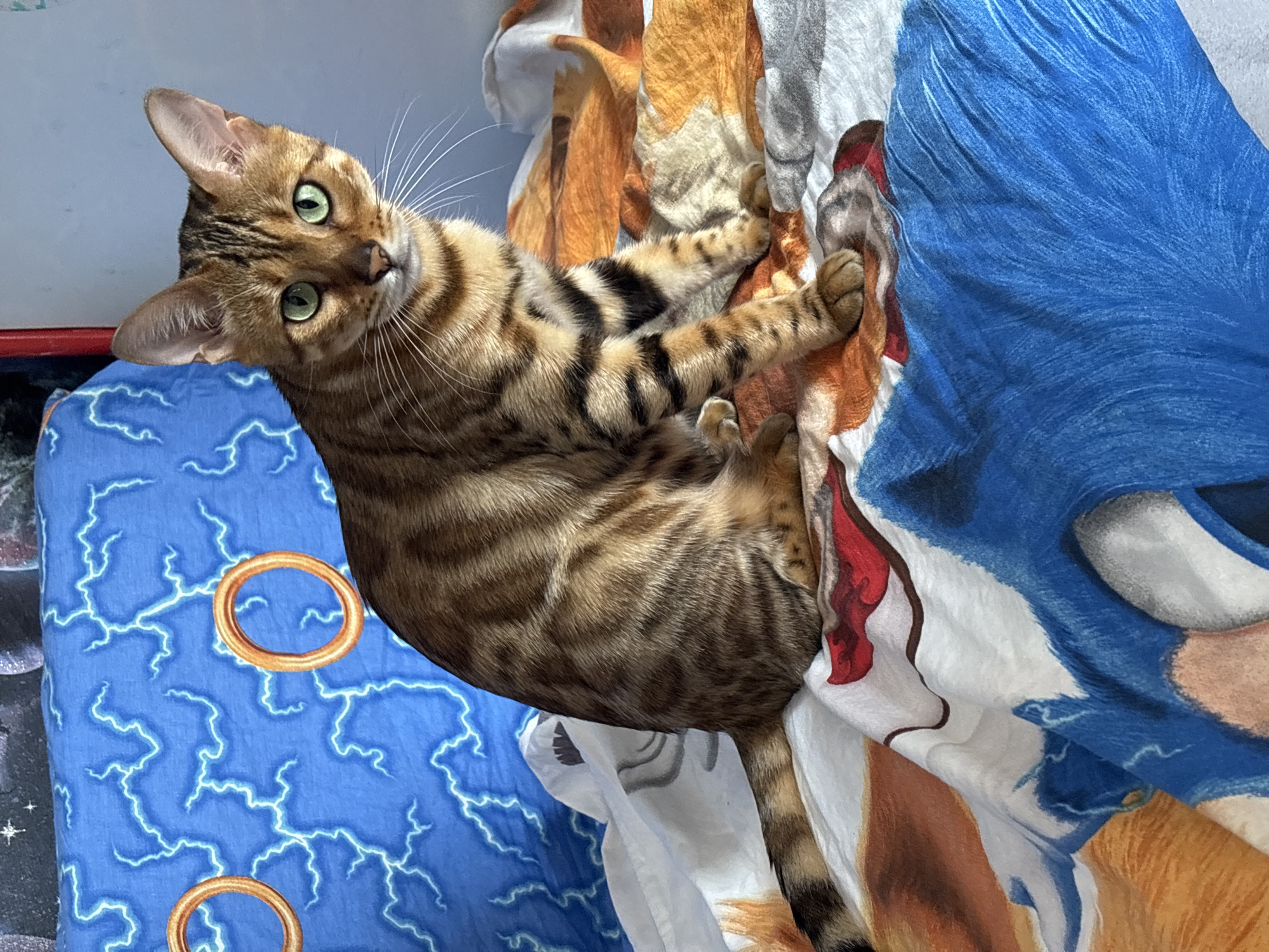 A Bengal cat with green eyes and brown tabby markings sits on a bed with a duvet cover featuring the character Sonic the Hedgehog. The background is a blue fabric with lightning bolt patterns and circular rings. The bedspread depicts cartoon characters, including Sonic, in various colors like blue, orange, and white. The scene appears to be indoors, likely in a bedroom. The cat is looking directly at the camera. There are no people visible in the image. The location is not specified in the image or context provided.