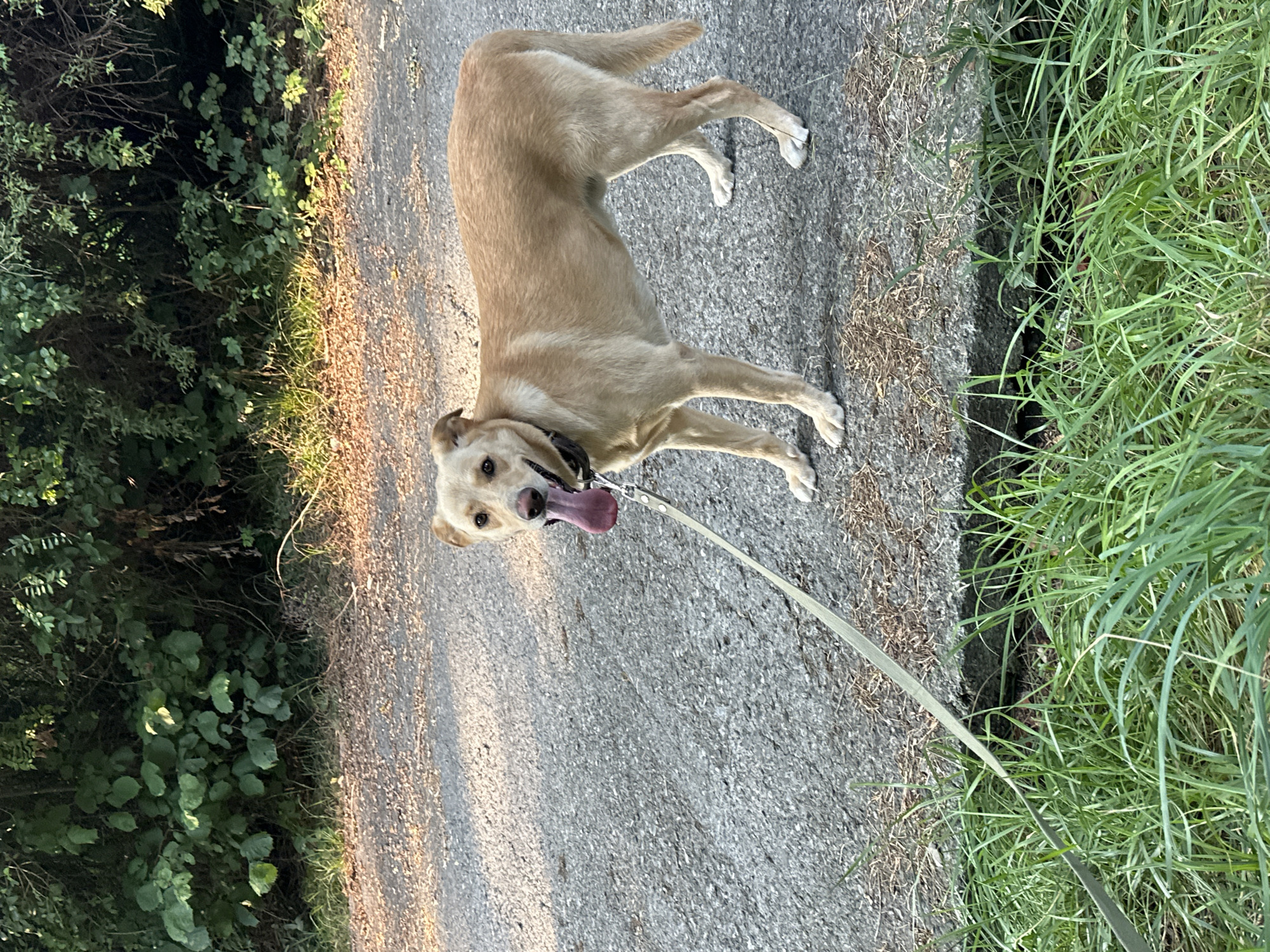 A tan-colored dog is standing on a paved path, facing right. The dog has its tongue hanging out and appears to be panting. A light-colored leash is attached to its collar and extends out of frame to the left. The background consists of dense green foliage and trees. The paved path has some small stones and dry grass scattered on it. The image was taken outdoors, likely in a park or natural area within the Matsesta Microdistrict of Russia, given the presence of lush vegetation.