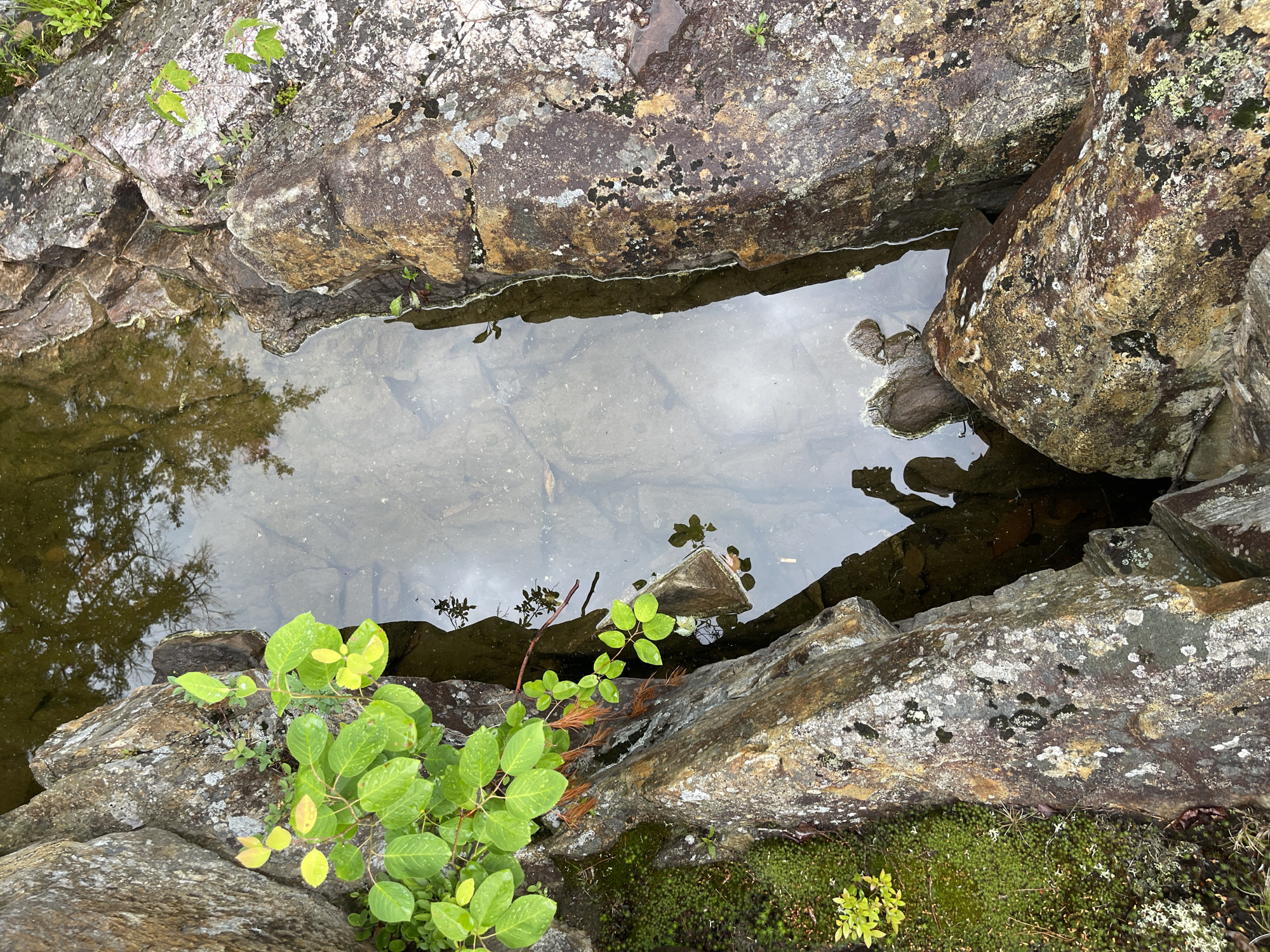 The image shows a close-up, high-angle view of a shallow pool of water nestled between large, weathered rocks. Lush green vegetation, including moss and small leafy plants, grows on and around the rocks. The water is clear enough to see the rocky bottom and reflections of the surrounding trees and sky. A shadow in the water appears to be a person holding a phone. The scene is natural and appears to be outdoors. There is no explicit information about the location in the Village of Lyons Falls, United States of America.
