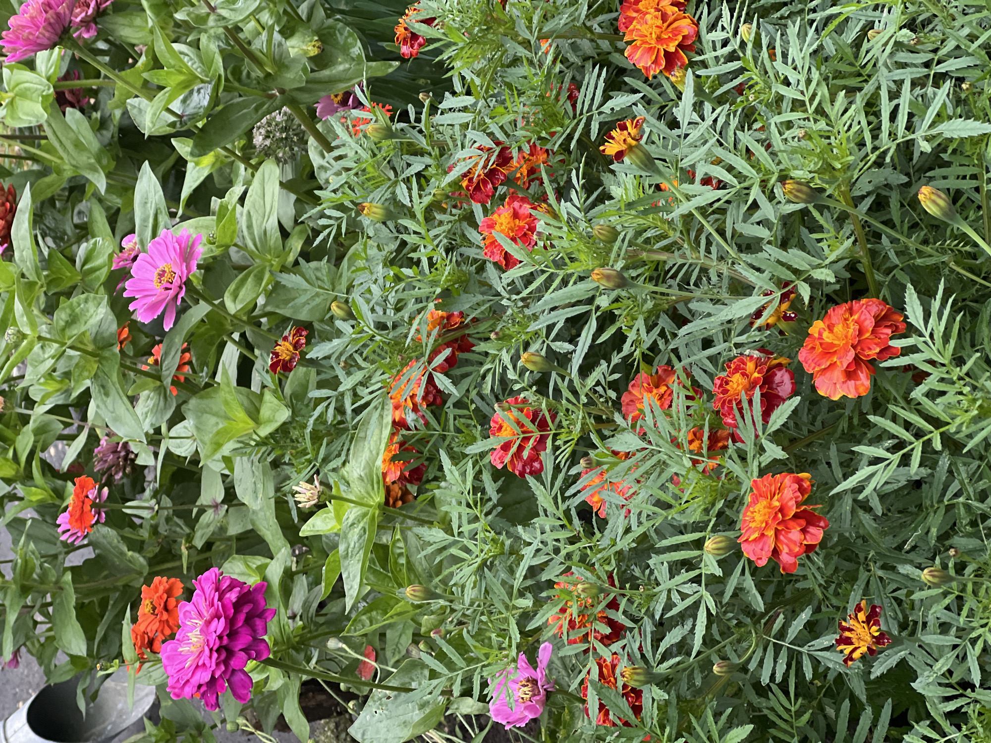 The image shows a dense cluster of bright flowers, primarily zinnias and marigolds, in shades of pink, magenta, orange, and red. The flowers are in various stages of bloom, with some fully open and others still as buds. They are surrounded by lush green foliage, creating a vibrant and naturalistic scene. The background is largely obscured by the plants, but suggests an outdoor setting, possibly a garden or a park. There are no people or animals visible in the image.