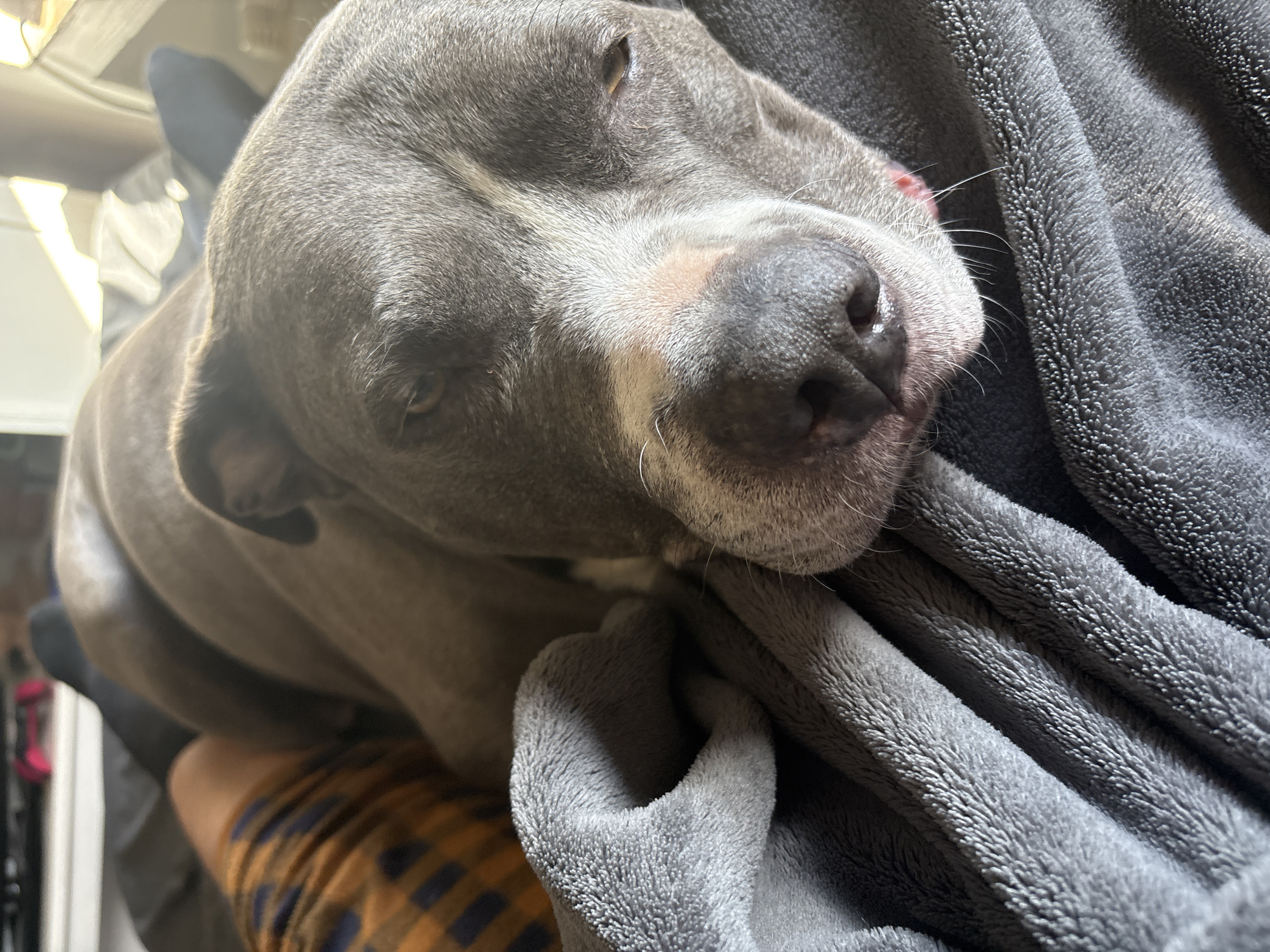A gray pit bull-type dog is nestled on a gray blanket that is draped over a person's arm. The person is wearing a plaid shirt. The background is blurry but indicates an indoor setting. The location is not discernible from the image.