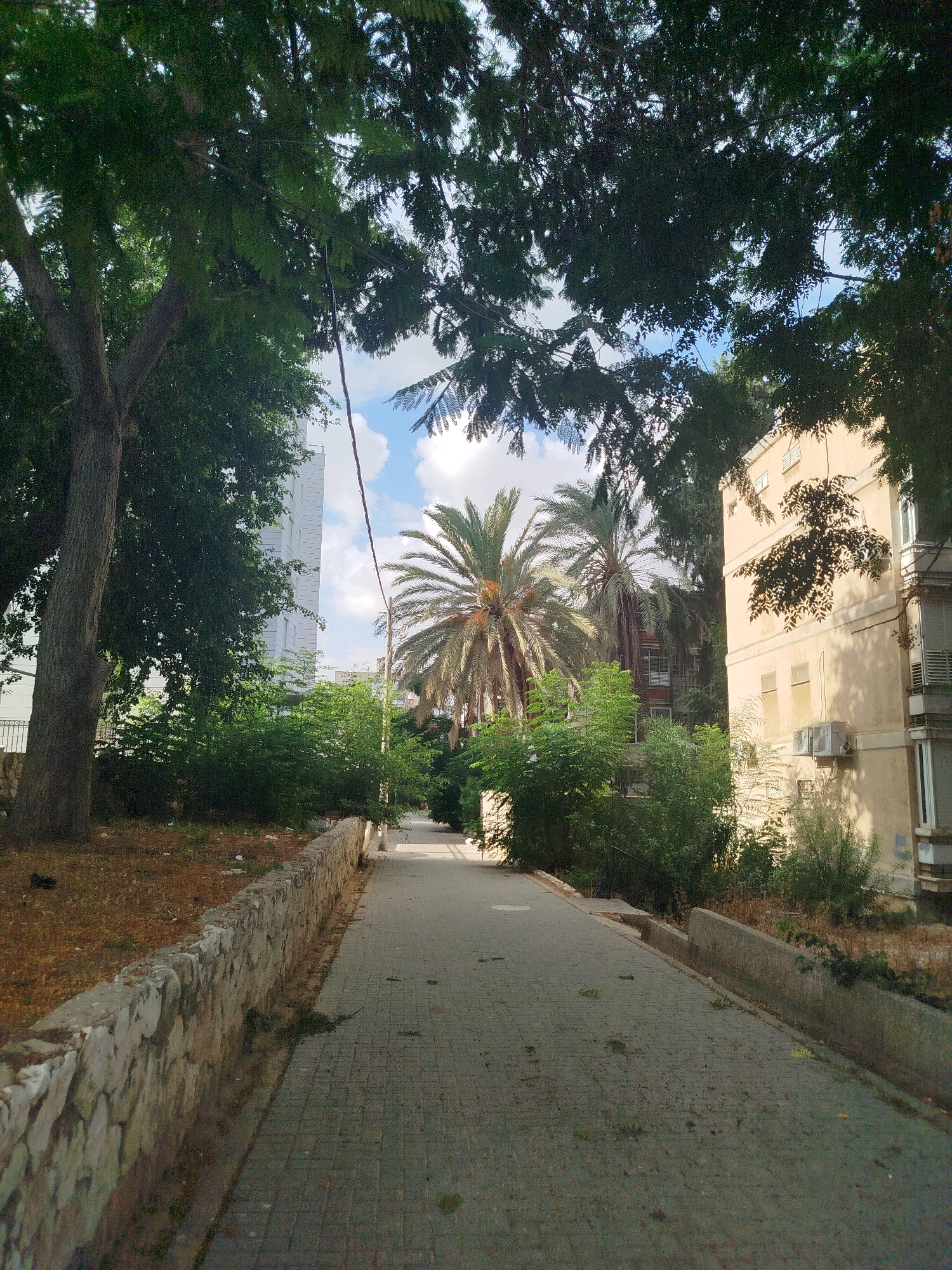 The image depicts a pathway lined with a stone wall on the left and dense greenery and a building on the right. Large trees with lush foliage overhang the scene from above, casting shadows. In the background, palm trees stand tall, and a modern white building is visible. The pathway is paved with gray bricks and appears to be in a residential area, possibly in the city of Ashkelon, Israel, given the architecture and vegetation. The sky is partly cloudy with patches of blue. There are no people or animals visible in the image. The overall scene suggests a warm, sunny day.