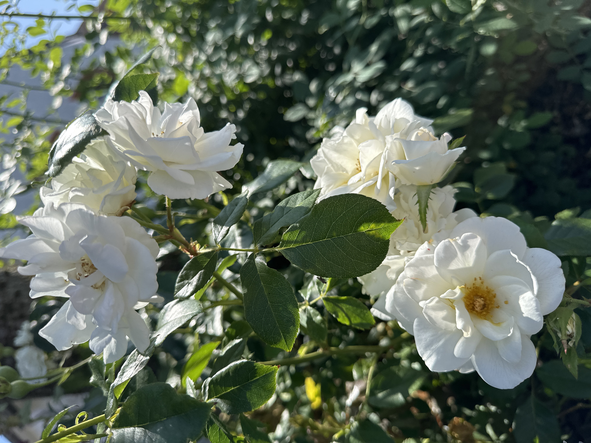 A close-up, eye-level, vertical shot captures a cluster of white roses with green leaves and stems bathed in bright sunlight. The roses are the primary focus, with their delicate petals and yellow centers visible. Some of the blooms are fully open, while others are in various stages of unfurling. The background consists of a soft, blurred tapestry of green foliage and dappled sunlight, suggesting an outdoor garden setting. No people are present in the image. The scene is static and peaceful, with the sunlight highlighting the textures and colors of the flowers and leaves. The image appears to have been taken in Krefeld, Germany, on a sunny day, likely in a private garden or park.