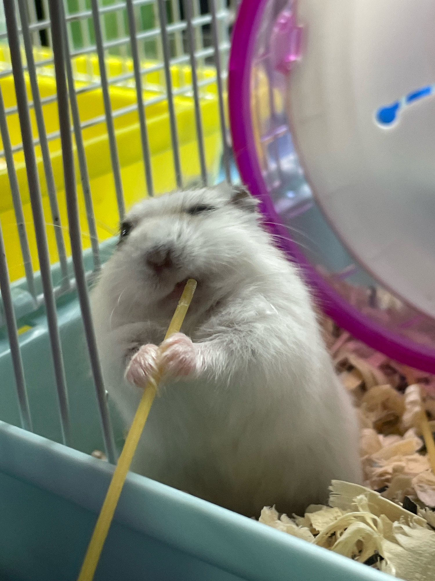 A close-up, slightly blurry, eye-level shot shows a small, fluffy, white and grey hamster. The hamster is in its cage, which has yellow plastic sections and white metal bars. The hamster is holding a thin, yellow stick-like object in its front paws and appears to be chewing on it. Its eyes are small and dark, and its ears are small and rounded. The background shows a pink and white hamster wheel, and wood shavings on the floor of the cage. There is no discernible indication of the location in Baranovka, Russia, or any people present in the image.