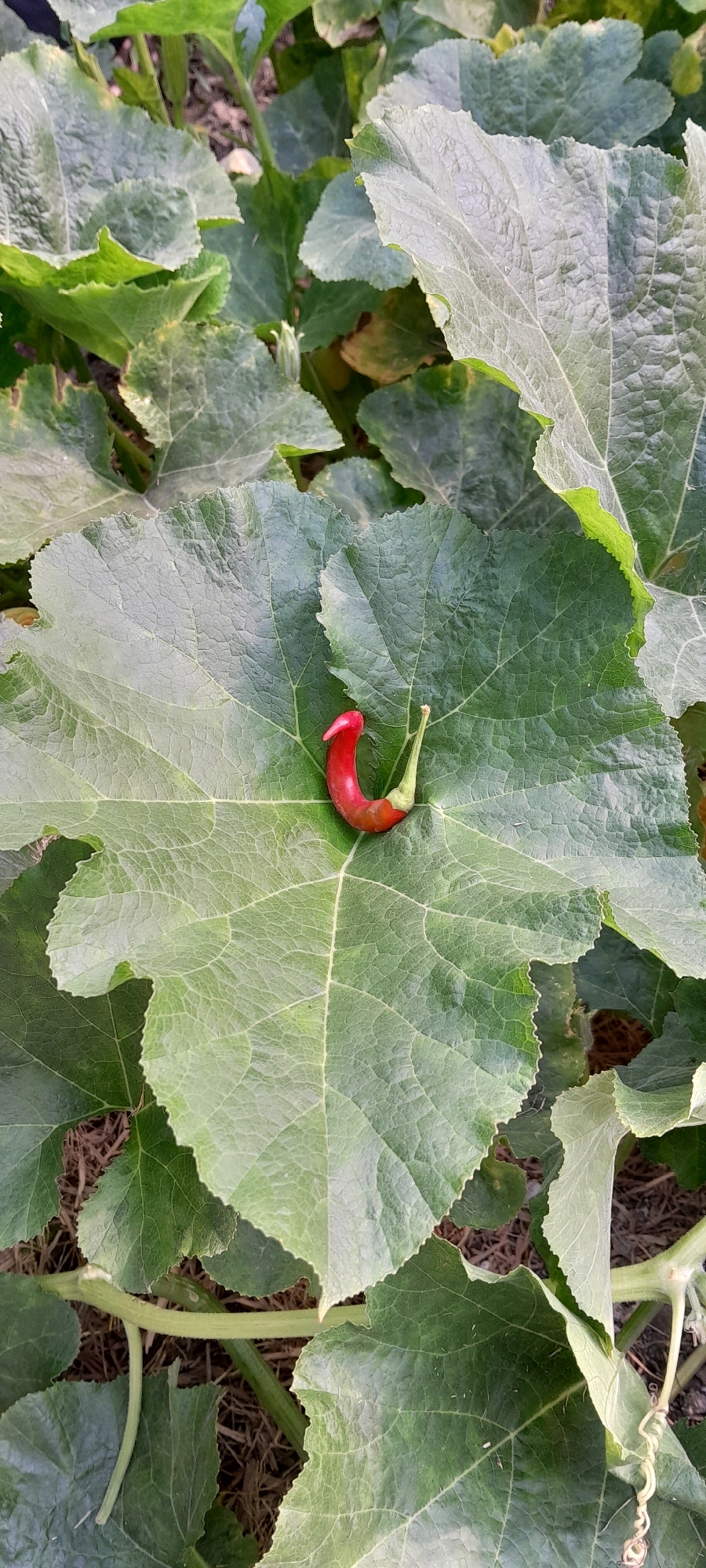 A single, small, red chili pepper rests on a large, green leaf amidst a dense garden environment. The pepper is curved into a crescent shape, with its stem pointing upwards. The leaf it sits on has prominent veins and a slightly ruffled edge. Surrounding this central leaf are other large, green leaves, characteristic of a plant like a pumpkin or squash, creating a lush, natural backdrop. The ground beneath the leaves appears to be covered with dry organic matter, likely mulch or decaying leaves. The lighting suggests it is daytime, with natural light illuminating the scene. The image was taken in Rejosari, Indonesia.