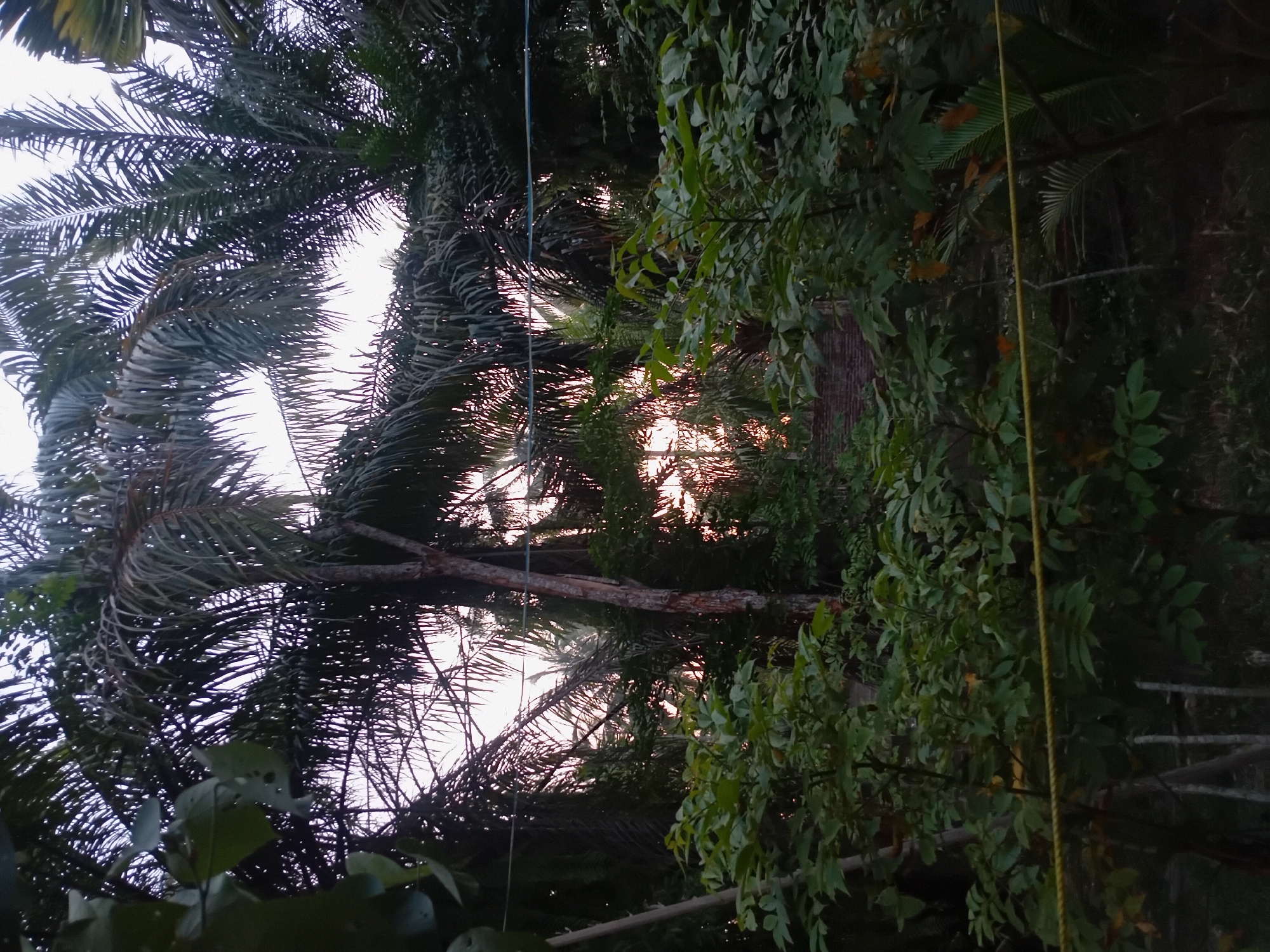 The image captures a dense tropical foliage scene, likely in Alue Buya, Indonesia, characterized by an overgrowth of palm trees and other lush green vegetation. The sky, visible through the canopy, appears to be a soft, hazy twilight or early morning glow, with the sun's light diffused by the leaves. A faint brick structure is partially visible in the background, hinting at human presence or a nearby building. A thin yellow rope or wire runs horizontally across the lower half of the image, possibly indicating a boundary or a functional element within the environment. The overall impression is one of natural abundance and a somewhat untamed landscape.