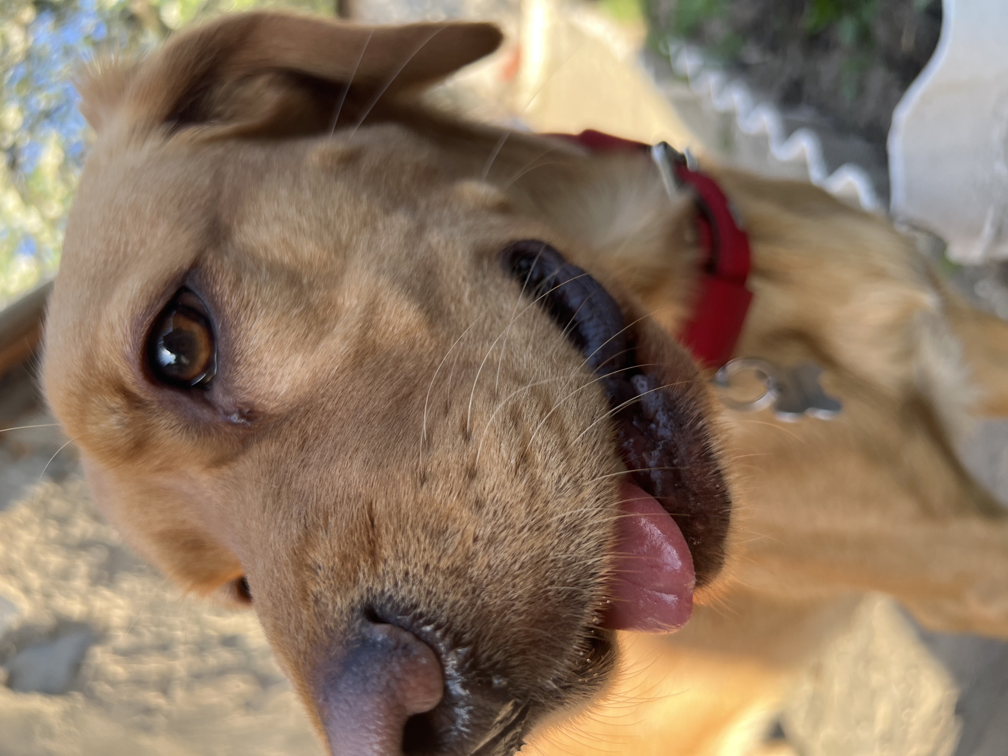 A close-up, slightly angled shot depicts a golden Labrador Retriever with a red collar and identification tag. The dog's tongue is partially extended, licking its lips. The background is blurred, suggesting an outdoor setting with hints of greenery and light. There is no indication of Chaikovsky, Russia in the image.