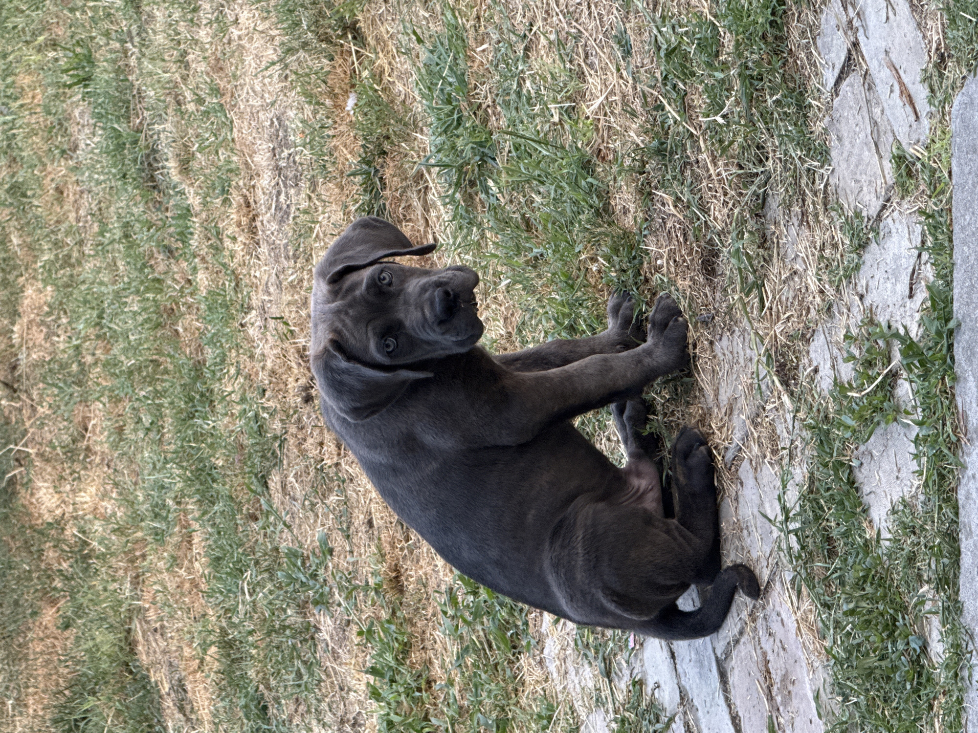 A young Great Dane puppy with blue eyes and a grey coat sits on a stone pathway in a grassy yard. The puppy is facing the camera, with its head tilted slightly to the left. The grass is dry and patchy in places, with some green shoots interspersed. The stone pathway is made up of irregular-shaped stones. The scene appears to be in a residential area in Apatin Municipality, Serbia.