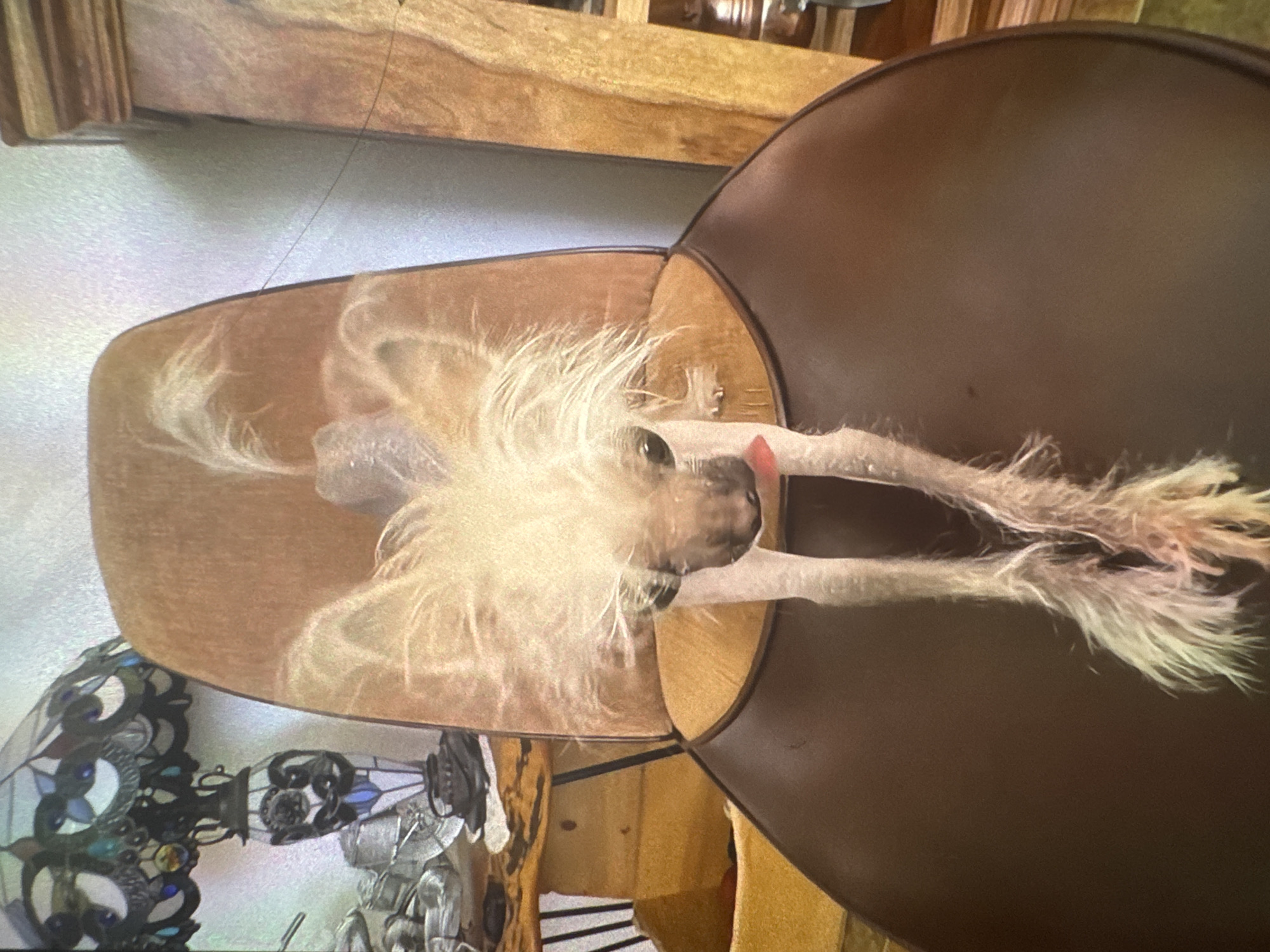 The image, rotated 90 degrees clockwise, features a small, light-colored dog, likely a Chinese Crested breed, relaxing indoors. The dog is positioned within a brown, bucket-shaped bed or basket, with its head resting on the rim and its front paws extending outwards. Its body appears largely hairless, characteristic of the breed, while its head, ears, and paws are adorned with long, fluffy, off-white fur. Its dark eyes are visible, and a pink tongue is slightly extended, suggesting a relaxed or playful demeanor.
To the right of the dog bed, a larger, dark brown, curved surface is visible, possibly another piece of furniture or an extension of the dog bed. In the background, various wooden elements, including what appears to be a beam or shelf, are present. Below the dog bed, to the left, a section of an intricate stained-glass lamp with blue, green, and white patterns adds a decorative touch to the indoor setting. The scene is well-lit, indicating either daylight indoors or sufficient artificial lighting. The dog appears comfortable and content in its resting spot. There is no visible text in the image. The provided location context is Welshpool, United Kingdom, though this is not visually evident in the media.