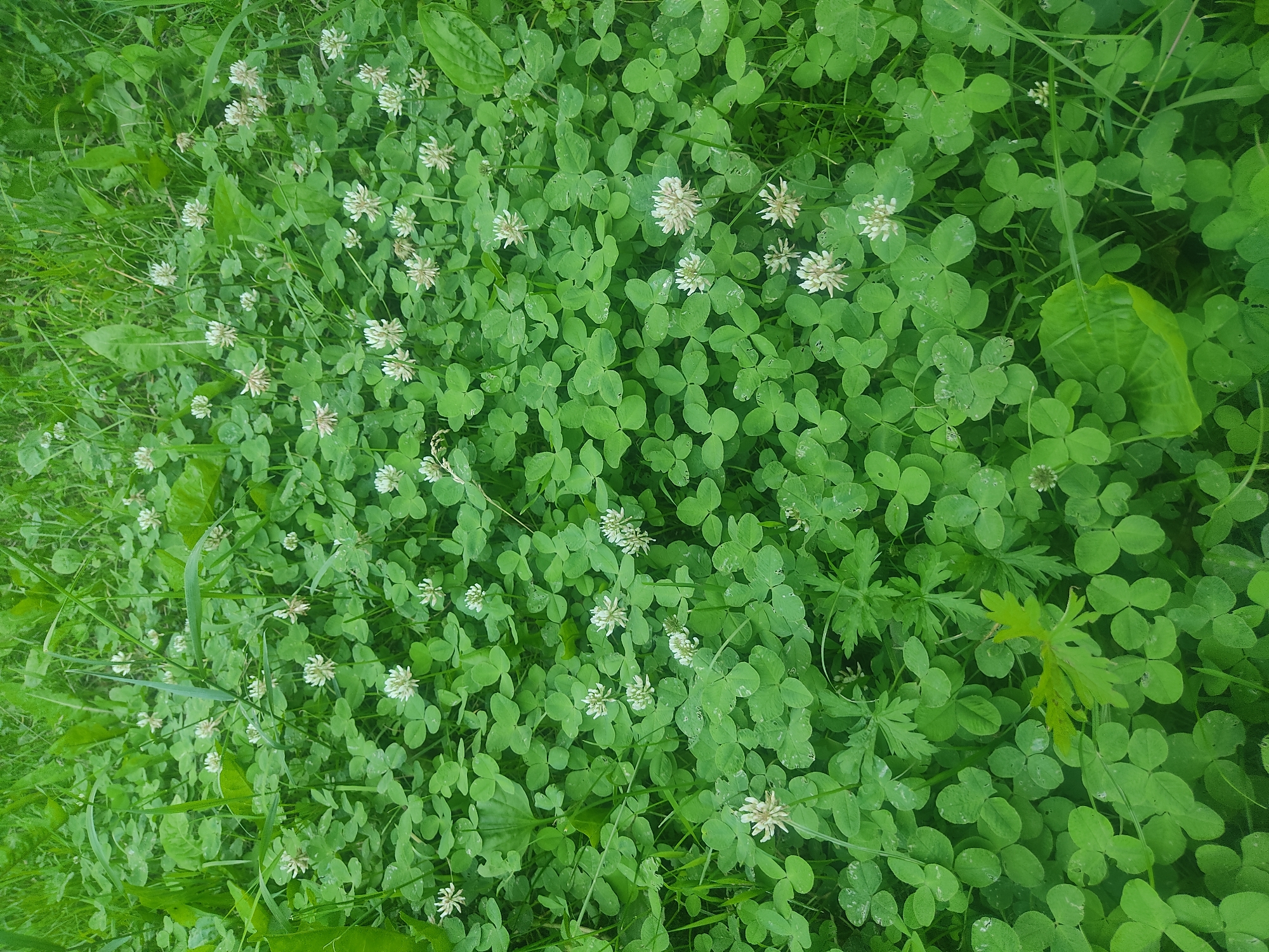 A close-up, overhead view of a dense patch of white clover flowers and leaves, interspersed with blades of green grass, occupies the frame. The clover is a vibrant green, with some of the individual leaves showing slight imperfections or discoloration. The white clover flowers are clustered, appearing as small, pom-pom-like structures, some in full bloom and others just beginning to open. The background is a blur of further greenery, suggesting a larger field or meadow. There are no people or animals visible in the image. The scene depicts a natural outdoor environment, likely in Voludryntsi, Ukraine, during daylight hours.