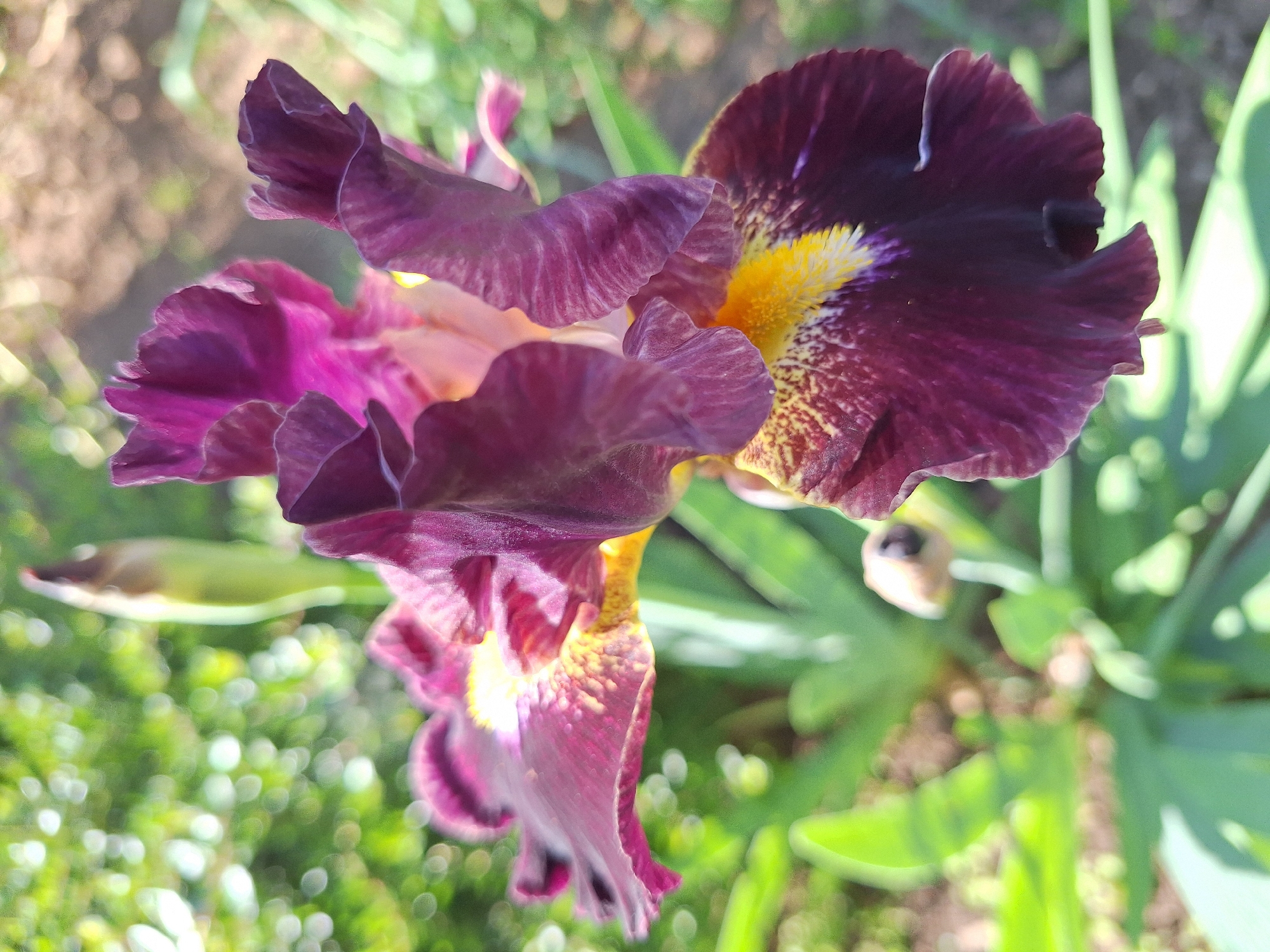 A close-up, slightly high-angle shot depicts a dark purple and yellow iris flower in a garden setting. The iris' petals display variations of purple and yellow, with textured patterns visible on the petals. The background is blurry, with green foliage and glimpses of soil. The location, Montana, Bulgaria is not discernible from the image content.