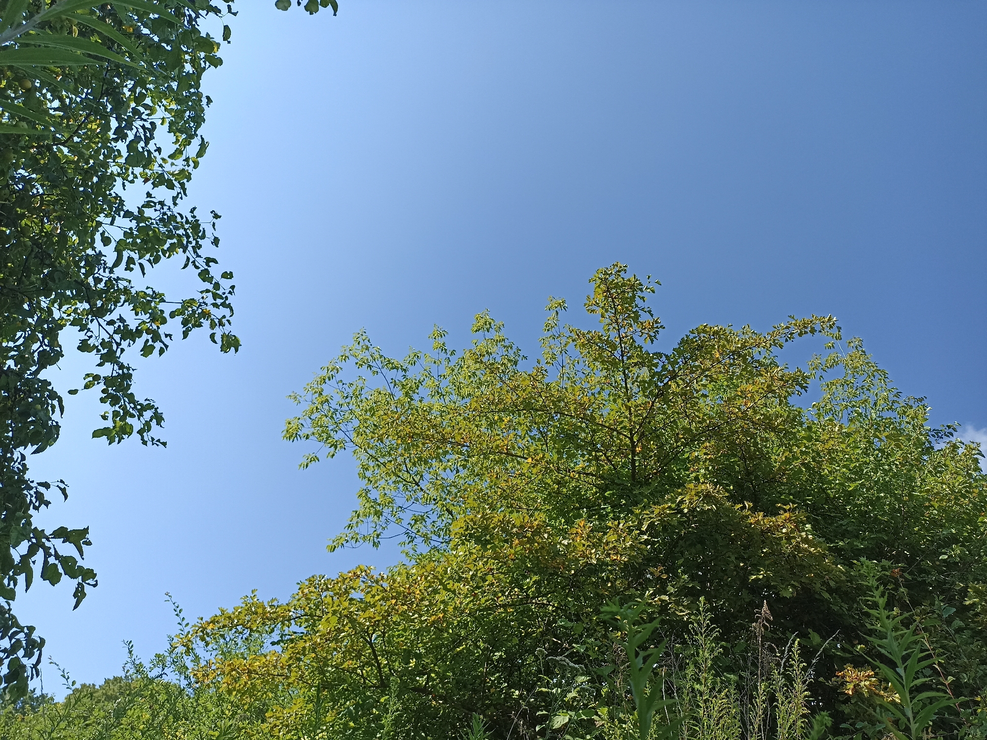 The image depicts a clear blue sky above a dense canopy of green trees and foliage. The viewpoint is from below, looking upwards. On the left side of the frame, branches with dark green leaves hang down, obscuring a portion of the sky. The majority of the image is dominated by the lush green leaves of trees, with some yellowing leaves interspersed, suggesting a late summer or early autumn setting. In the foreground, the tips of some tall green plants and dried stalks are visible. The scene appears to be an outdoor natural environment, possibly a park or a wooded area, within or near the city of Shpaniv, Ukraine. There are no people or specific objects clearly identifiable in the scene.