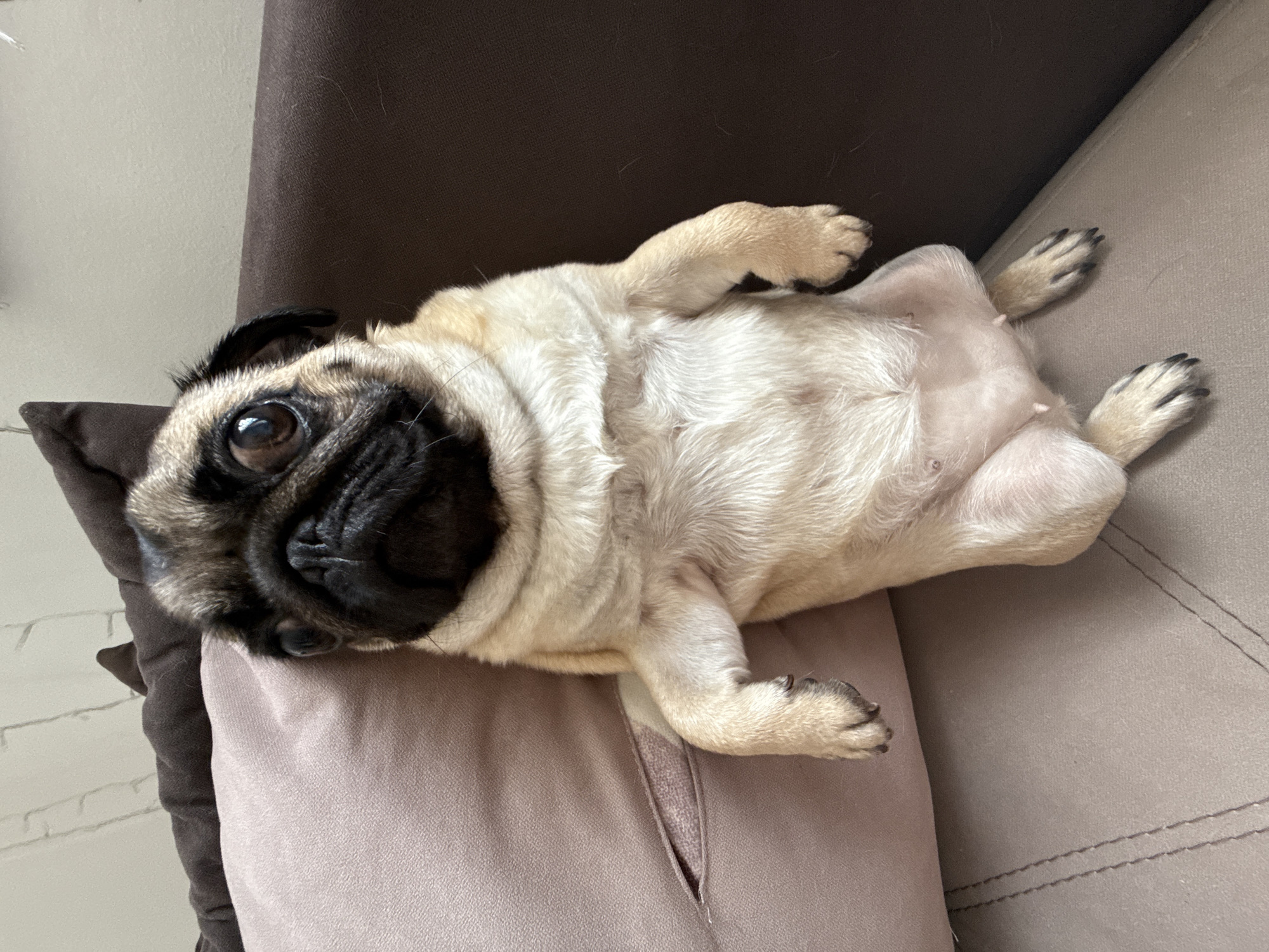 A fawn-colored pug is lying on its back on a sofa. The dog is positioned in the center of the frame, leaning against a light pink pillow. Its front paws are resting on the pillow, and its hind legs are splayed outwards. The pug has large, expressive eyes and a wrinkled face. The sofa appears to be made of fabric, with a brown back and a lighter brown seat. The background is a wall with some decorative string lights. The scene is indoors.
