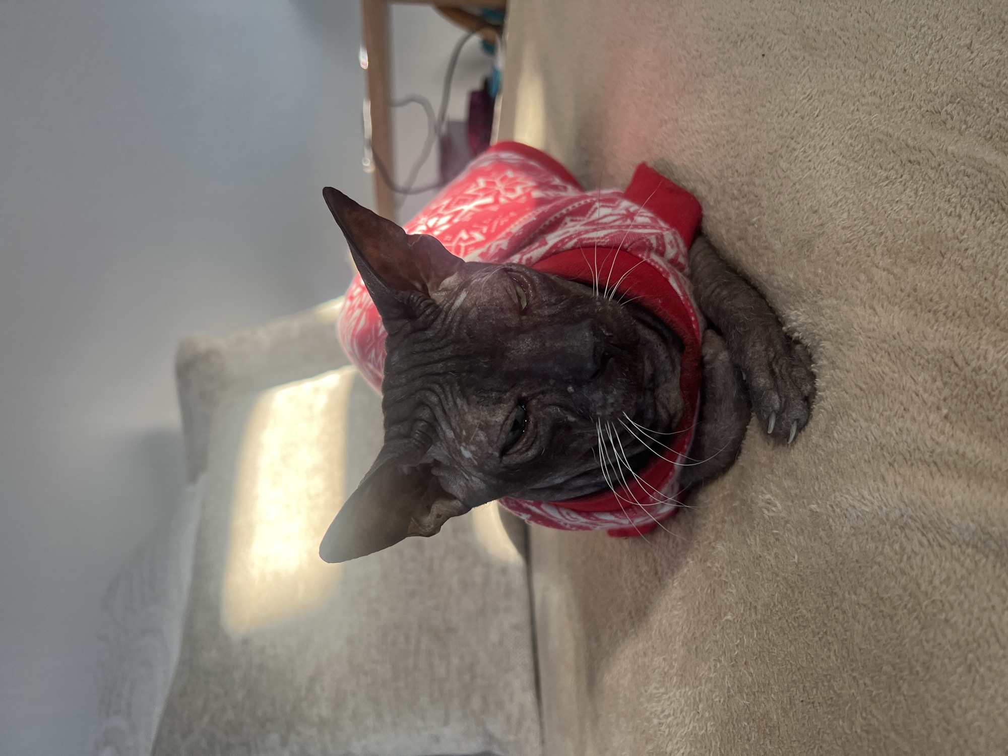 A Sphynx cat, distinguished by its dark, wrinkled skin, large pointed ears, and prominent white whiskers, is the central subject of the image. It is comfortably nestled on a light-colored, plush, textured surface, likely a blanket or a couch. The cat is wearing a red sweater patterned with white geometric or snowflake designs, suggesting warmth or a festive theme.
The cat appears to be resting or dozing, with its eyes partially closed, conveying a sense of calm and relaxation. One of its front paws, with visible claws, is visible near its head. A bright light source, possibly sunlight streaming in from a window, illuminates the left side of the scene, casting a warm glow on the cat and its surroundings. The background is softly blurred, revealing a light-colored wall and some indistinct shapes that could be furniture or wires.
The image captures an intimate indoor moment of the cat. No specific time of day is discernible, though the natural light suggests daytime. There is no visible text in the image. The provided context indicates the location is Votkinsk, Russia.