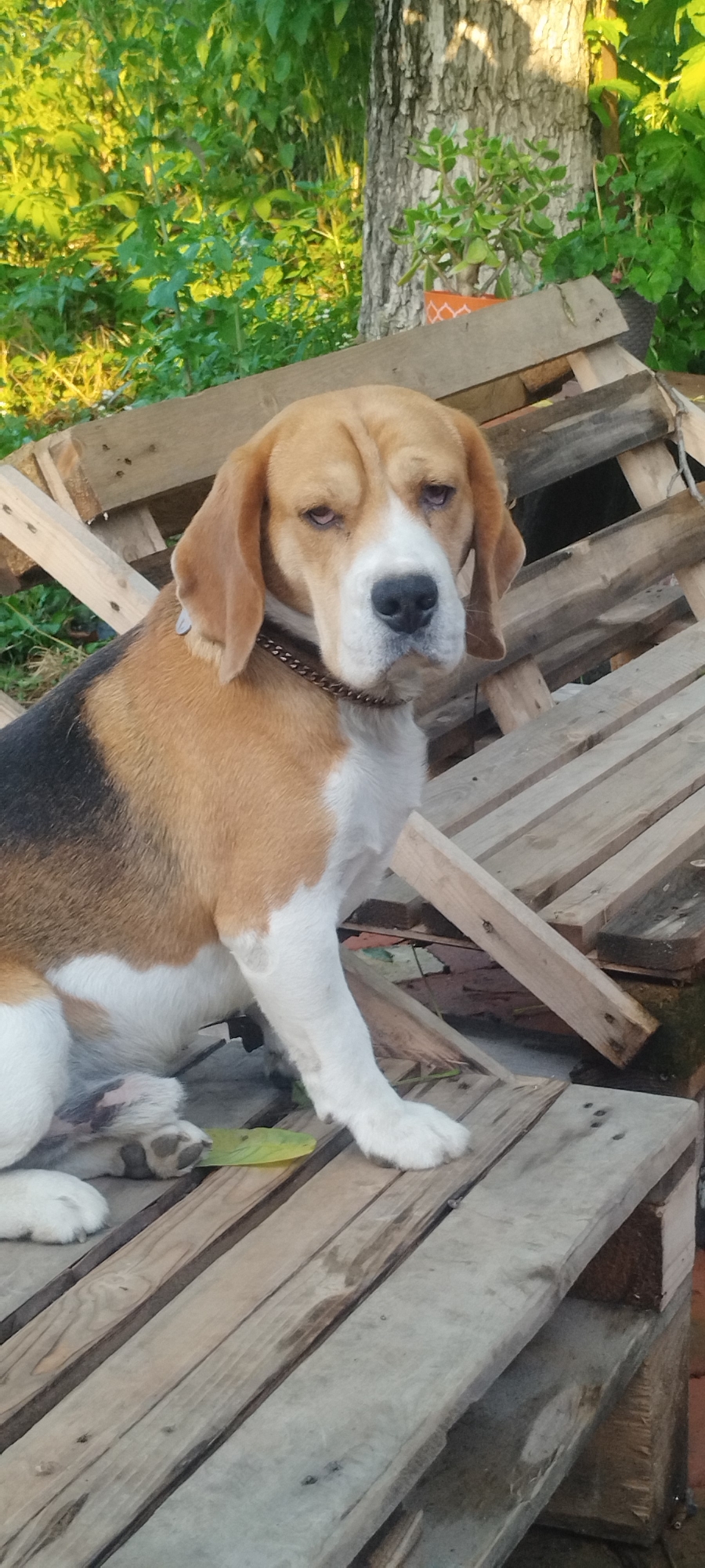 A tricolor Beagle dog with brown, black, and white fur sits on stacked wooden pallets. The dog is positioned in the center of the frame, facing the camera with a slightly sad or tired expression. Its ears are long and floppy, and it wears a silver chain collar. The dog's paws are visible, with one paw resting on a fallen green leaf. The background consists of lush green foliage and a tree trunk. The wooden pallets are weathered and appear to be outdoors, possibly in a yard or storage area. The lighting suggests it is daytime, with sunlight illuminating the scene.