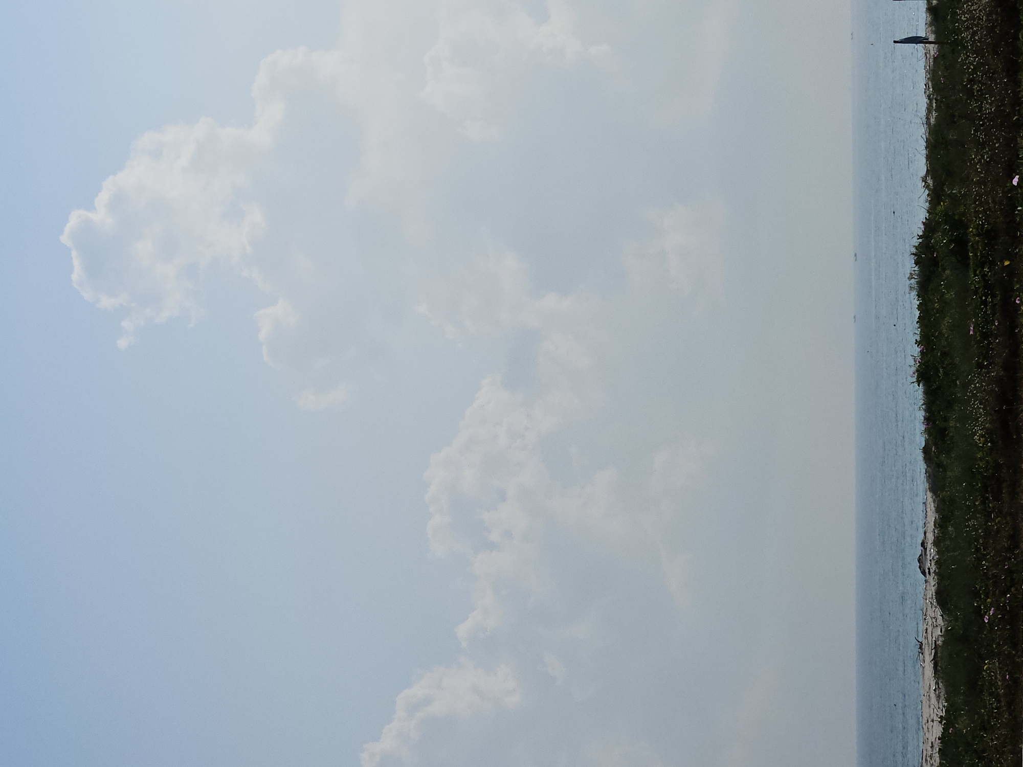 The image depicts a serene coastal landscape under a bright, partially cloudy sky. The scene is divided horizontally by the horizon line. The upper two-thirds of the image are dominated by a vast expanse of light blue sky, adorned with scattered, soft white and light grey cumulus clouds. Some clouds are large and well-defined, while others appear more diffused and hazy.
The lower portion of the image shows a body of water, likely a sea or ocean, stretching towards the horizon. The water is a calm, muted blue-grey, reflecting the light from the sky. Very small, indistinct dark specks are visible on the water's surface, possibly indicating distant boats or buoys.
Along the right edge of the frame, a narrow strip of land forms a coastline. This strip is densely covered in dark green vegetation, resembling grass, bushes, and possibly some small, light-colored flowers, including a few pinkish blossoms. A dark, slender, vertical object, possibly a post or a distant figure, stands on the coastline near the top right.
The time of day appears to be daytime, with ample natural light. The weather seems mild and calm, with no signs of storminess. The overall impression is one of tranquility and natural beauty, characteristic of a coastal environment. There is no visible text in the image.
