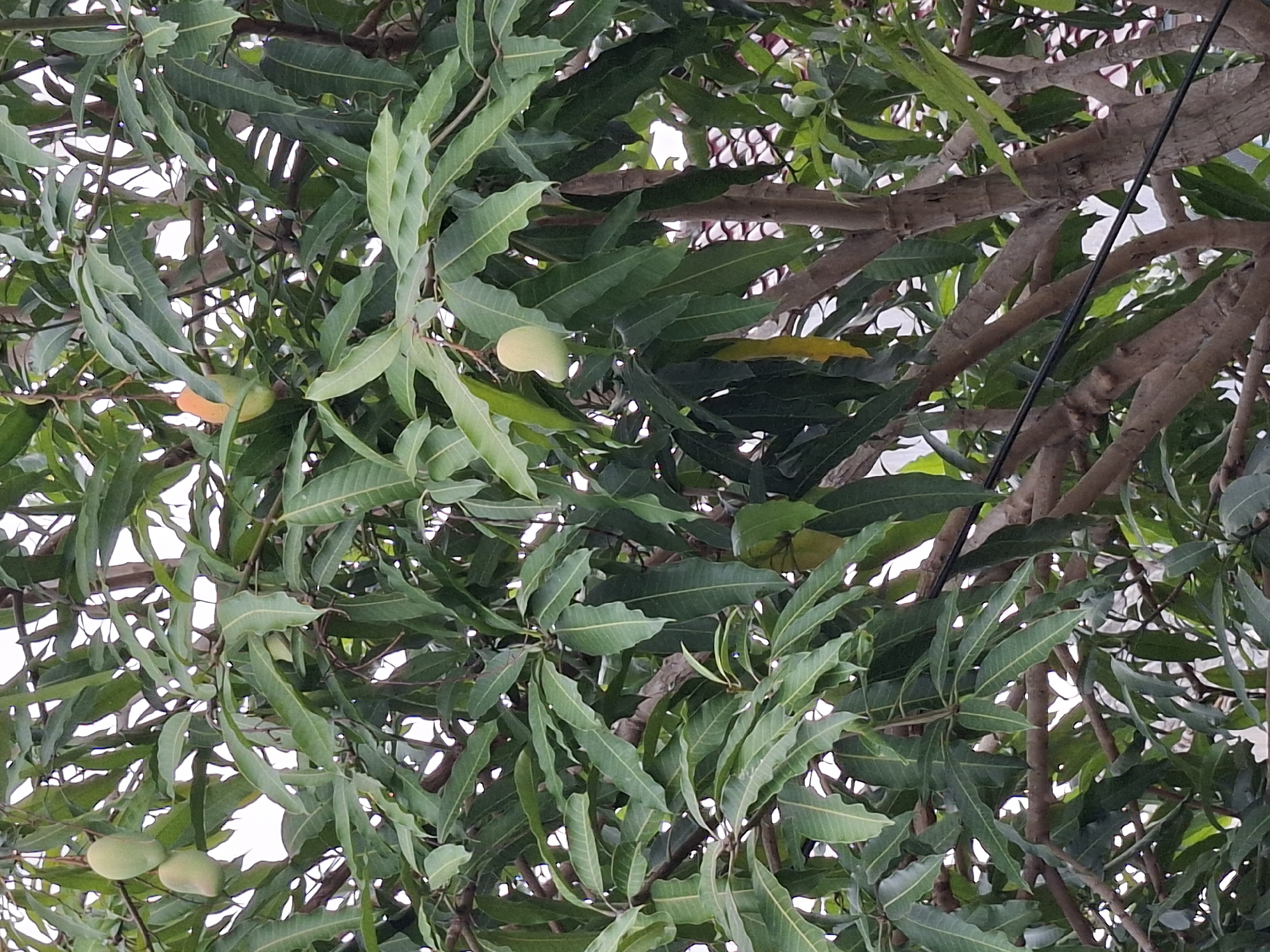 This image, potentially captured in Lhokseumawe, Indonesia, depicts a mango tree with several unripe mangoes hanging among its leaves. The tree has thick, brown branches and dense green foliage. Some mangoes are visible, varying in size and color from green to yellowish-green, suggesting different stages of ripeness. The background reveals glimpses of the sky or a structure, appearing white or light-colored through the branches and leaves. A power line is also running through the branches of the tree.