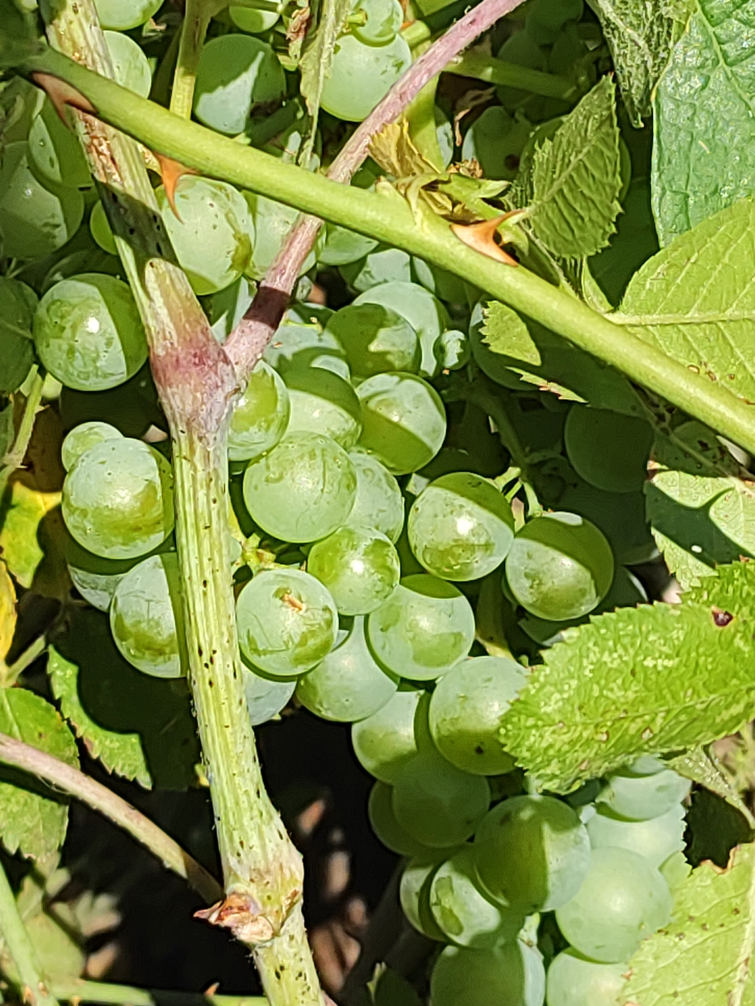 The image shows a close-up view of a bunch of unripe green grapes hanging from a vine, with some green leaves and branches visible. The grapes are round and plump, and the vine has a rough, textured surface with some small dark spots. One prominent branch in the foreground has a sharp, orange thorn. The scene appears to be outdoors, in natural sunlight, suggesting a vineyard or garden setting. The location is identified as Traspinedo, Spain, a region known for its wine production. There are no people or animals present in the image, and the focus is entirely on the grapes and surrounding plant life.