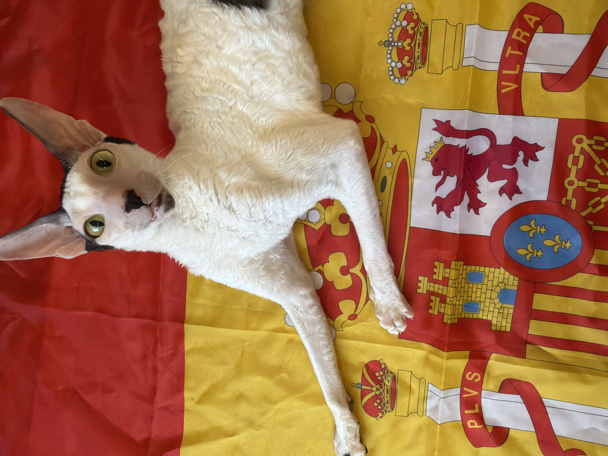 A white Cornish Rex cat with black markings on its head and tail lies on a Spanish flag. The cat is positioned diagonally across the flag, with its front paws extended to the left and its hindquarters to the right. The Spanish flag features red and yellow horizontal stripes and the coat of arms of Spain, which includes a lion, a castle, and a crown. The cat's eyes are wide open and green, and its mouth is slightly ajar. The background is a solid red color. The image appears to be taken indoors, likely in a domestic setting. There is no indication of the cat's location in Yekaterinburg, Russia.