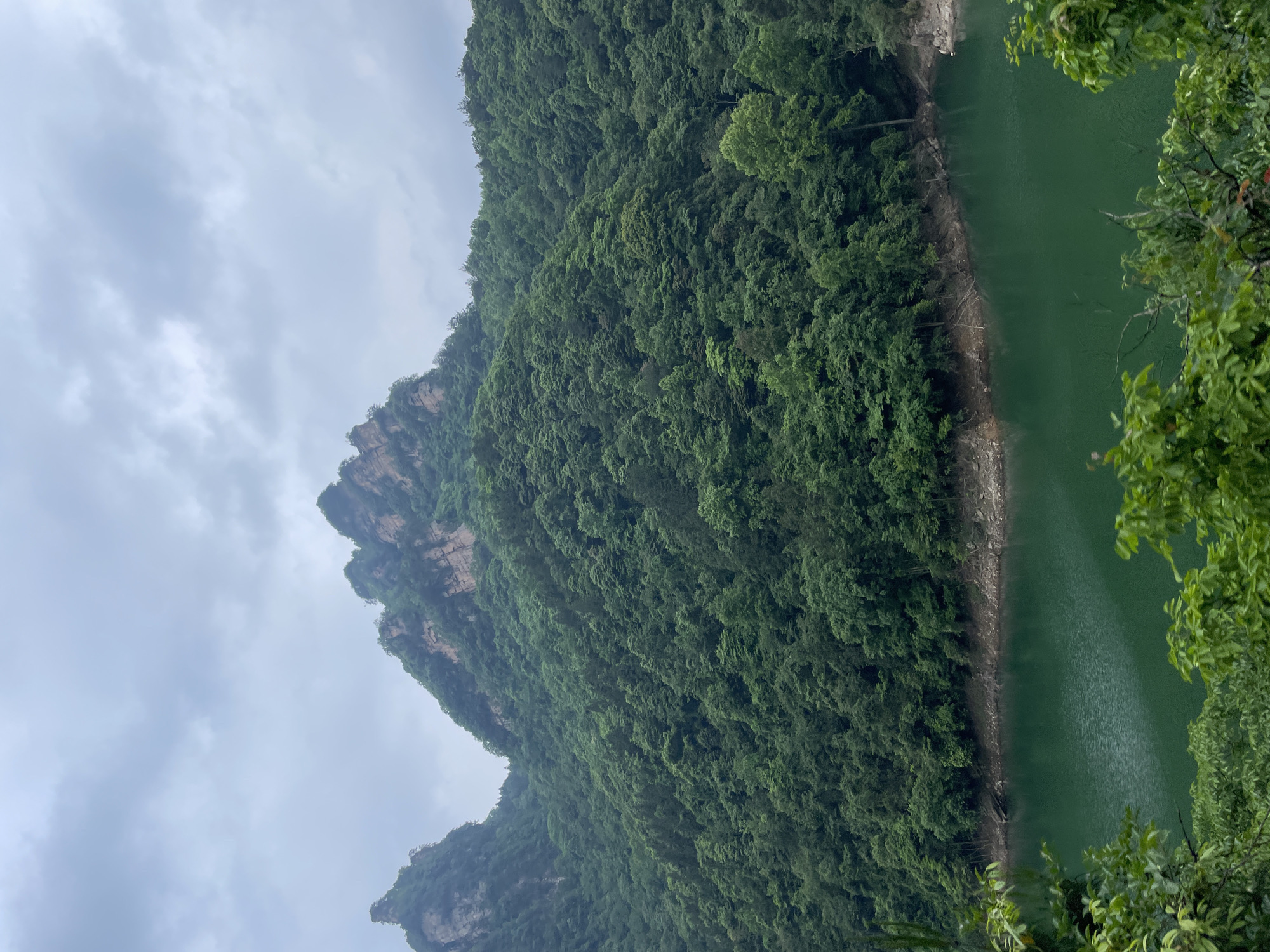 The image shows a lush, verdant landscape of the Wulingyuan Scenic Area in China, specifically near a body of water that appears to be a river or reservoir. A steep, tree-covered mountainside rises from the water's edge, with prominent rocky outcrops visible on the upper slopes. The foliage is dense and green, suggesting a healthy and thriving ecosystem. The water's color is a slightly opaque green. The sky is overcast with light gray clouds. Some trees and foliage are also seen in the lower right corner of the image. There are no identifiable people or signs of human activity other than the presence of the river or reservoir. The scene is captured from a slightly elevated perspective.