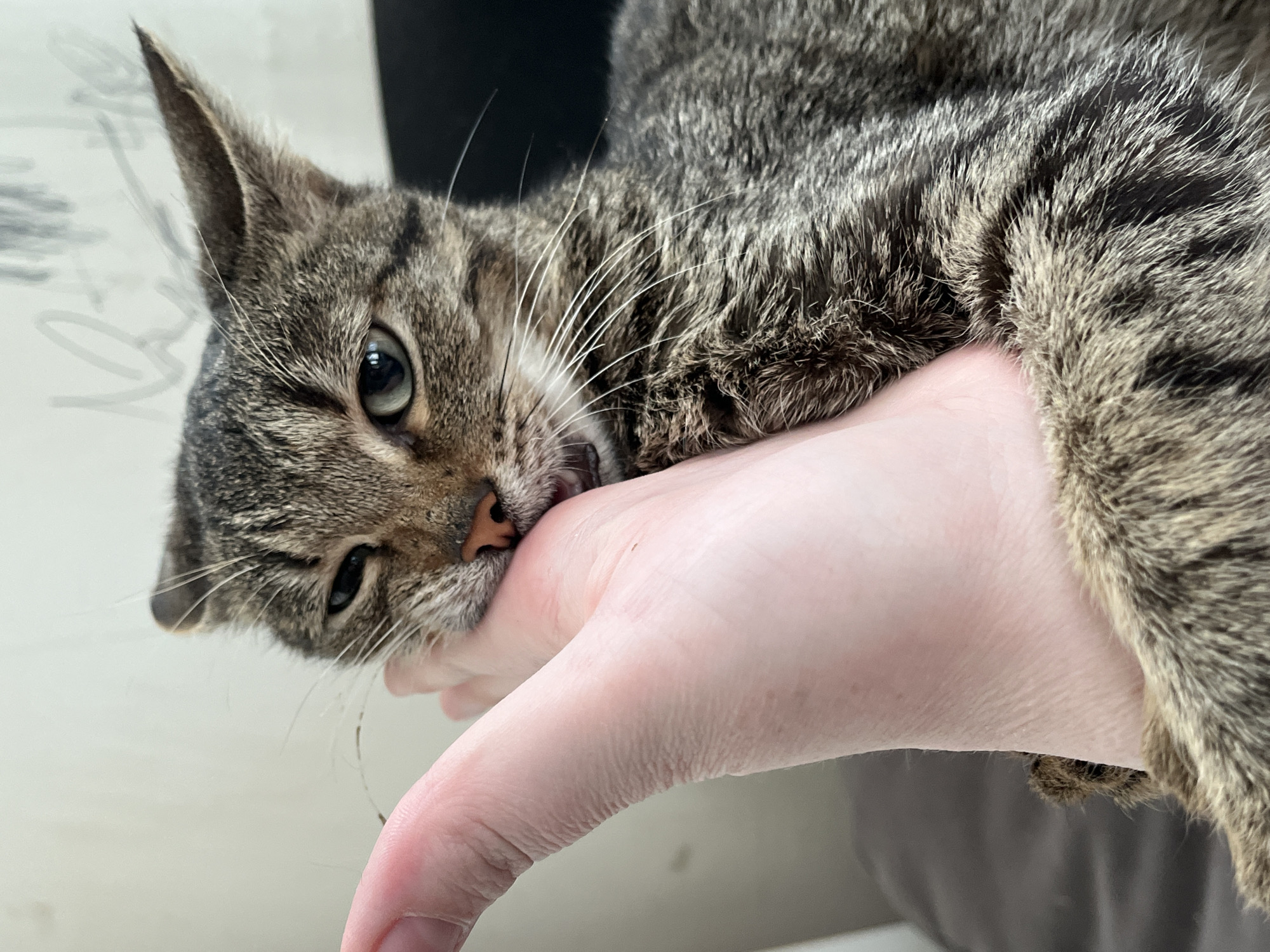 A tabby cat is biting the hand of a person. The cat is grey and black, with green eyes. The person's hand is light pink and white. The background is blurry. The location is not specified. The city mentioned, Павловка, Russia, is irrelevant to the image.