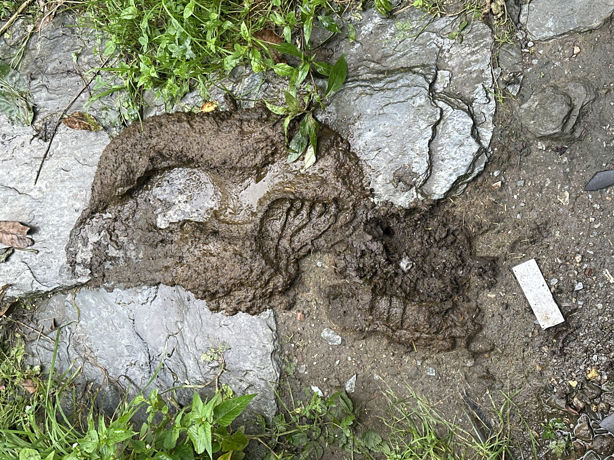 This is a top-down, close-up shot of large, wet, animal footprints pressed into mud and embedded within a natural, rocky environment. The footprints are distinct, showing the imprints of what appear to be hoofed animals, with at least two separate impressions visible. The mud is dark brown and slick, indicating recent moisture. The surrounding terrain consists of flat, grey stones of varying sizes, interspersed with patches of damp soil and small pebbles. Green vegetation, including grass and broader-leafed plants, grows along the edges of the stones and in the soil. A small, white rectangular object, possibly a piece of debris or a marker, lies on the ground near the footprints. The scene suggests a natural setting where an animal has recently passed through, leaving clear tracks. The location is the city of Dharamkot, India.