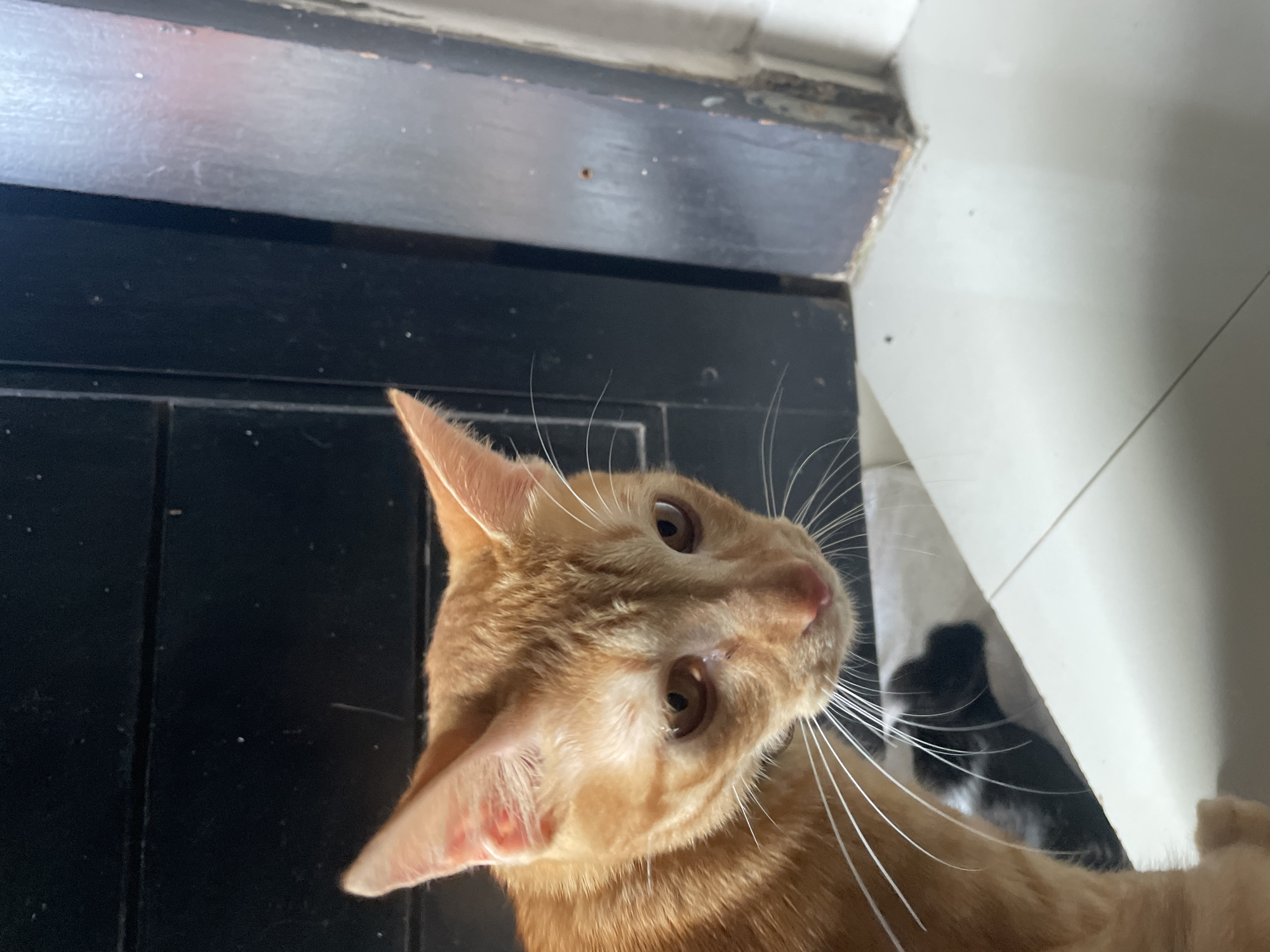 An eye-level shot focuses on an orange tabby cat with brown eyes and white whiskers. The cat's head is tilted, giving the viewer an upward-facing perspective. The cat's fur is reddish-orange, and its nose is slightly pink. The background includes black wooden slats on the left, and a white wall on the right. Parts of a black and white cat is slightly visible behind the white wall. The photograph appears to be taken indoors. No other identifying details or information relating to Denpasar, Indonesia are present in the image.