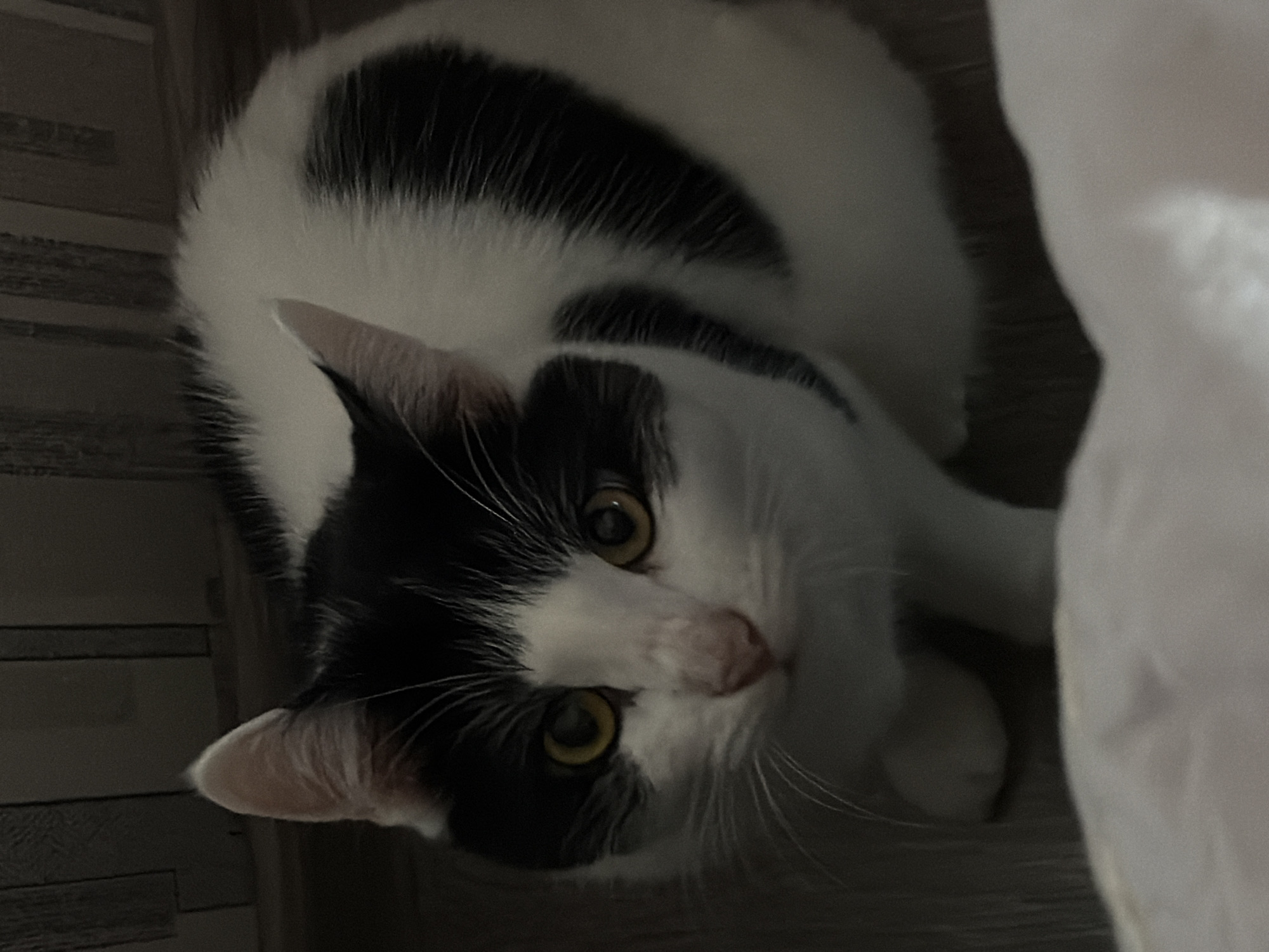 A black and white domestic short-haired cat is the central subject of this close-up, indoor photograph, taken in Khimki, Russia. The cat is shown from a high-angle perspective, lying down or resting, and looking directly up towards the camera with an alert and curious expression. Its striking yellow-green eyes are wide open, reflecting ambient light from the dim surroundings.
The cat's fur is predominantly white with distinct black patches: a black cap on its head, black ears, a prominent black patch covering its right eye, and large black areas across its back and left shoulder. Its nose is a soft pink, and a fan of long white whiskers extends from its muzzle. The overall lighting is low, suggesting a nighttime or dimly lit indoor setting.
To the left of the cat, a dark background with faint horizontal grooved lines is visible, consistent with wooden flooring or wall paneling. On the right side of the frame, a bright, out-of-focus white object or surface adds to the indoor ambiance. No people or visible text are present in the image.