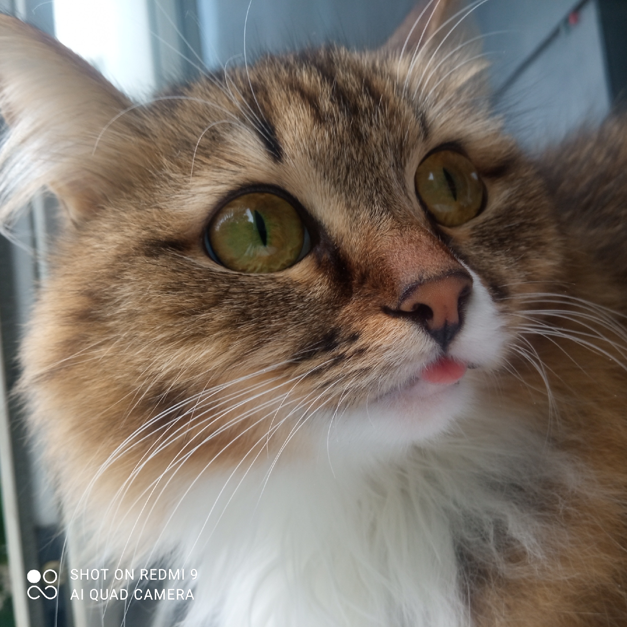 A close-up, slightly off-center portrait depicts a cat with golden-brown fur, green eyes, and a pink nose. The cat's tongue is slightly visible. The cat is positioned near a window or transparent surface with blurred reflections. The camera settings "SHOT ON REDMI 9 AI QUAD CAMERA" are visible in the lower left corner. The photo may have been taken in Chaikovsky, Russia, but there is no confirming information in the visual data.