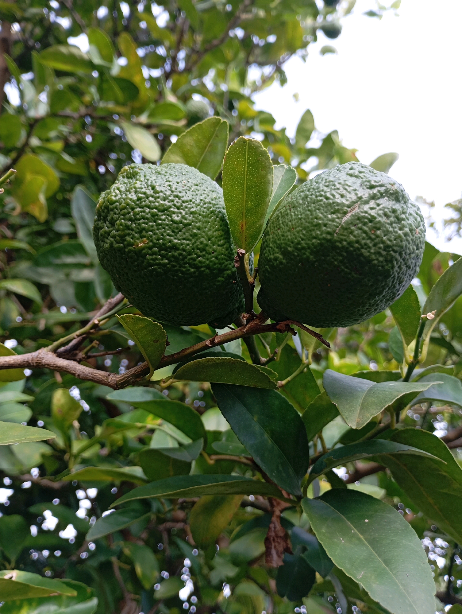 Two unripe, green citrus fruits hang from a branch amidst green leaves. The fruits have a rough, textured rind. The background is blurred, showing more foliage and the bright sky. This scene is likely in a garden or orchard in Jos, Nigeria, given the climate suitable for citrus cultivation. There are no people or specific city landmarks visible to pinpoint the exact location within Jos. The image focuses on the natural elements of the citrus tree.