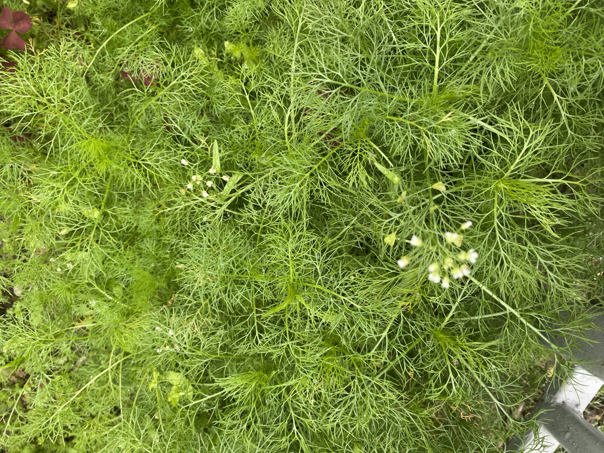 The image displays a close-up, overhead view of a dense patch of bright green, feathery foliage. The plant appears to be a herb, possibly dill or fennel, with finely divided leaves and some small, white flower clusters. The vegetation is lush and appears healthy, with some water droplets visible on the leaves, suggesting it may have recently rained or been watered. The background is obscured by the foliage, but hints of darker earth and some red-brown leaves, possibly clover, can be seen peeking through in places. In the bottom left corner, a portion of a gray, metallic object, possibly part of a fence or railing, is visible. The overall impression is one of natural, verdant growth, likely in a garden or park setting within the city of Yuzhno-Sakhalinsk, Russia.