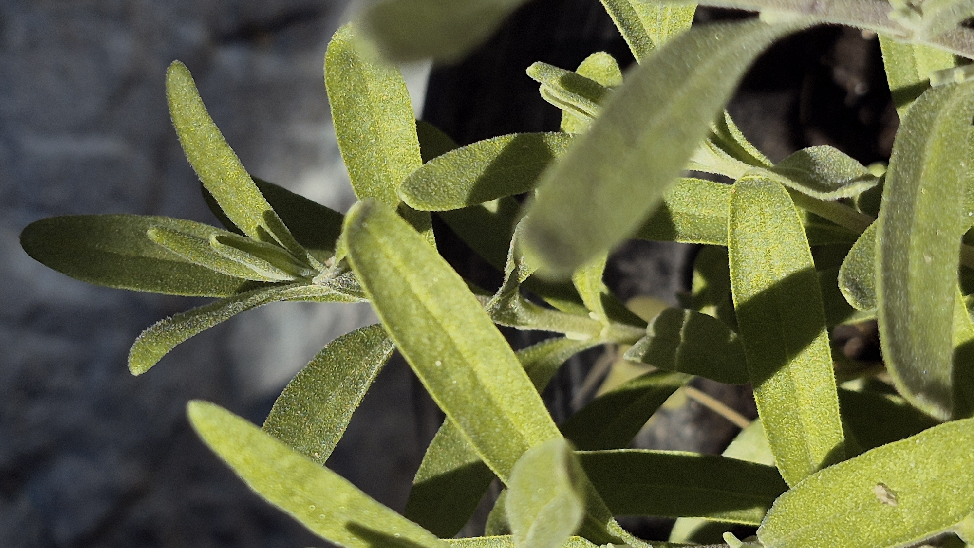 A close-up, macro photograph captures a cluster of fuzzy, bright green leaves on a plant. The leaves are elongated and slightly ovate, with a textured surface that appears almost velvety. They grow in an upward-reaching arrangement from a central stem, casting subtle shadows on each other. The background is dark and out of focus, with a rough, textured surface visible, suggesting a natural, possibly rocky or earthy environment. The lighting is dramatic, highlighting the veins and textures of the leaves with strong contrasts between light and shadow. The photograph is taken from a slightly low angle, looking up at the plant. The location is Unknown, Unknown.