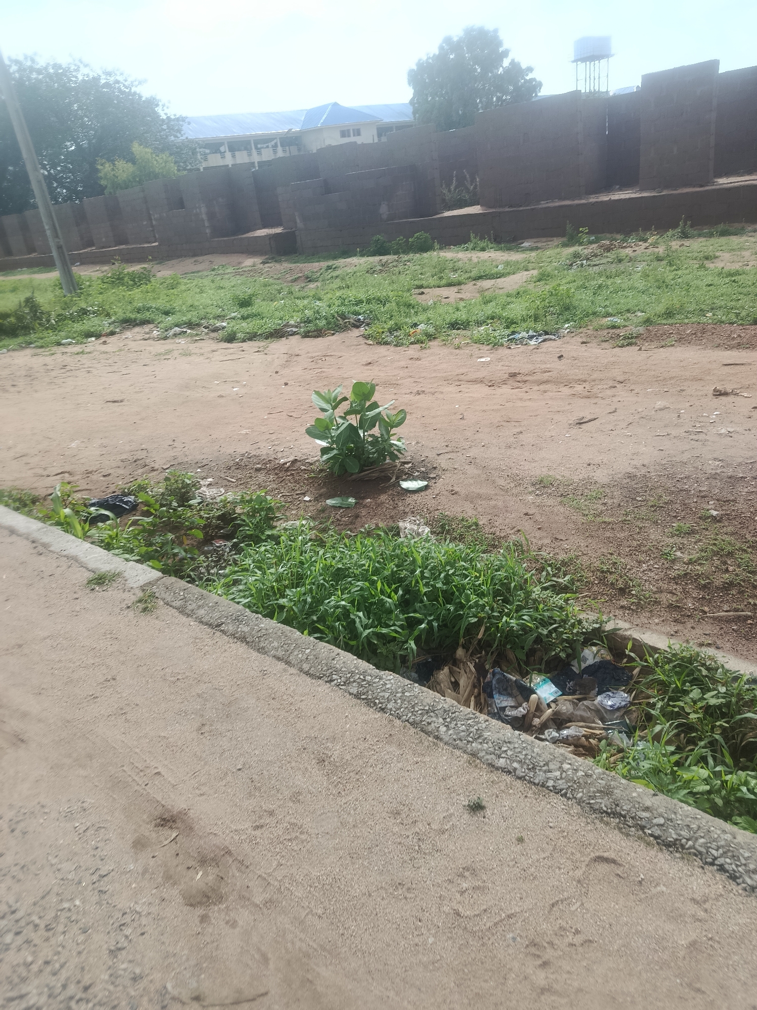 The image depicts an outdoor scene in Jalingo, Nigeria, focusing on a roadside drainage ditch filled with refuse. The ditch runs along a dirt road with a concrete curb. Vegetation, primarily grass and some larger leafy plants, grows in and around the ditch, partially obscuring the accumulated trash. The trash consists of various plastic bags, wrappers, and other debris, indicating a lack of proper waste disposal. In the background, a low, unfinished brick wall stretches across the scene, suggesting ongoing construction or development. Beyond the wall, a building with a blue roof and a water tower are visible, indicating a semi-urban or peri-urban environment. The overall impression is one of neglect and an unsanitary urban landscape. No people are present in the image.