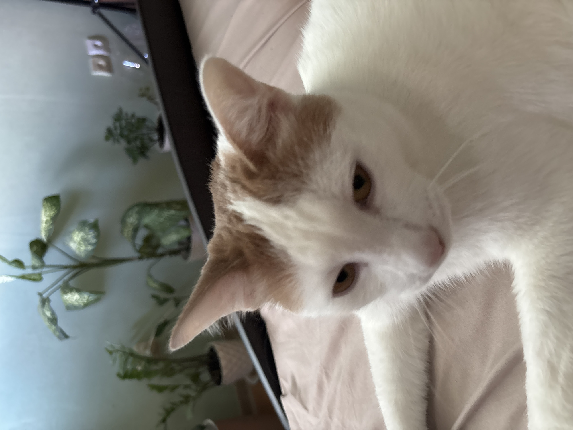 The image shows a close-up of a white cat with light brown markings on its head and ears. The cat is lying down on a pinkish-beige surface, likely a bed or sofa. In the background, out of focus, are several potted plants. The wall behind the plants is a pale blue-green. On the wall, there are two white electrical outlets and a black frame, possibly a mirror or a picture frame. The lighting suggests an indoor setting. The image is underexposed and blurry, making it difficult to discern fine details of the environment. The location of Vsevolozhsk, Russia is not determinable from the visual information provided in the image.