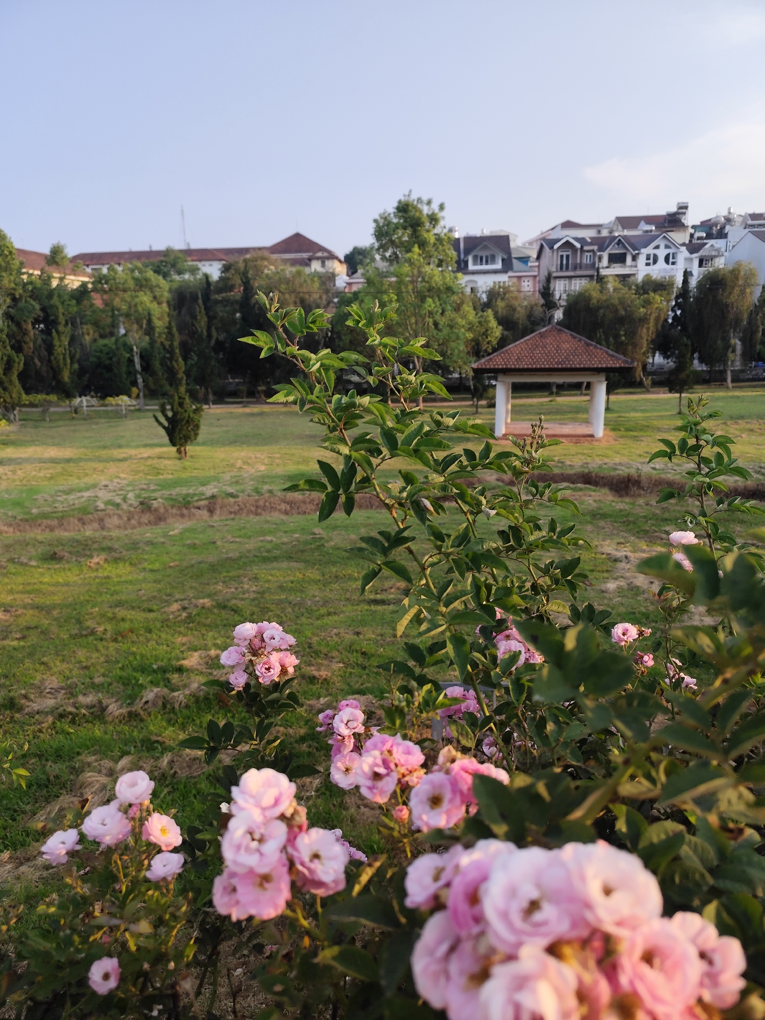 The image is a ground-level shot of a park in Da Lat, Vietnam. In the foreground are clusters of light pink roses. Behind the roses is a grassy field with a small gazebo in the center. Further back, there are trees and buildings that resemble townhouses or villas. The sky is a pale blue, suggesting early morning or late afternoon lighting.