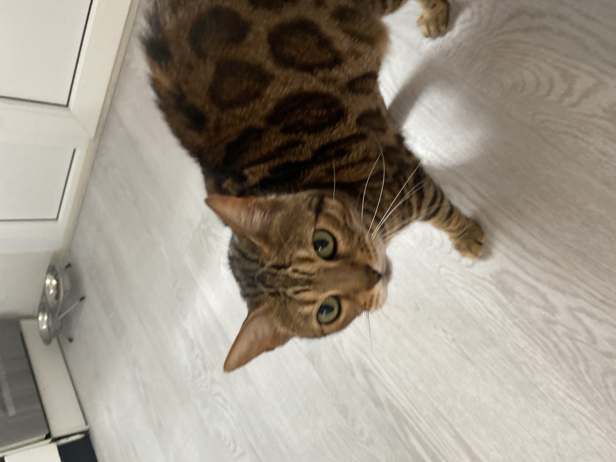 A Bengal cat with green eyes and distinctive dark spots is on a light-colored wooden floor. The cat is looking directly at the camera. In the background, there are two metal pet bowls on a stand and part of a kitchen cabinet. The scene appears to be indoors, likely in a residential kitchen. The provided crops highlight the cat's face, body, and paws, as well as the surrounding environment. The image does not contain any information that would indicate its location in Chaikovsky, Russia.