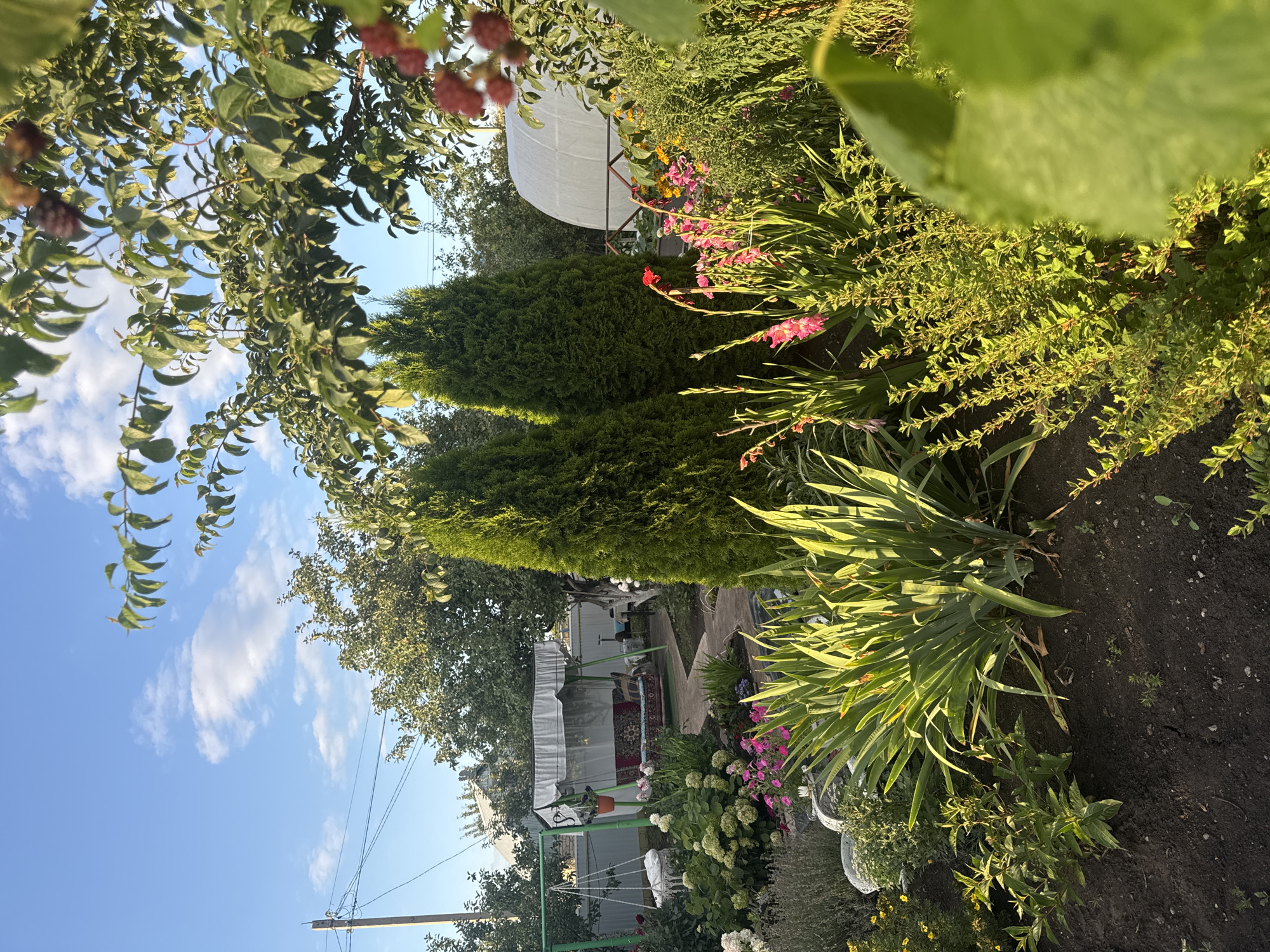 The image depicts a sunlit backyard in Rannii Rassvet, Russia, characterized by lush greenery and a variety of garden features. In the foreground, a vibrant flowerbed showcases tall, slender gladioli in shades of pink and red, alongside broad-leafed plants and smaller green shrubs. Behind this, two conical evergreen trees stand prominently. To the left, a green metal swing set with white cushions is visible, with a larger swing set featuring a canopy and patterned cushions situated further back. A pathway winds through the garden, leading towards a white-covered structure, possibly a greenhouse, in the background. The scene is framed by the branches of a leafy tree in the upper right corner, with red berries visible. The sky above is a clear blue with scattered white clouds, and a utility pole with overhead wires is present on the far left. The overall impression is one of a well-maintained and peaceful garden environment on a clear day.