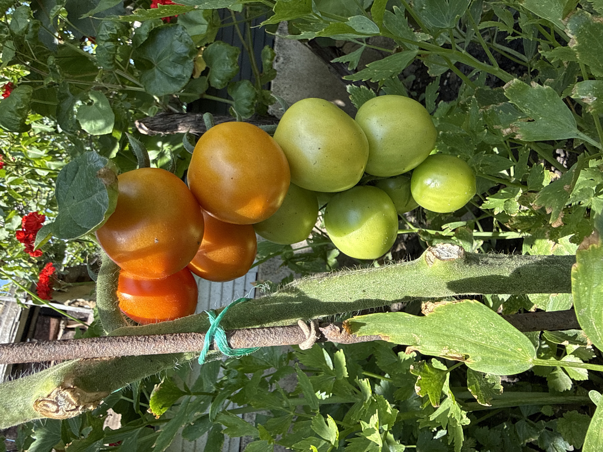 The image depicts a close-up view of a tomato plant in what appears to be a garden setting, likely in Basarabeasca, Moldova. The plant features a thick, fuzzy green stem, tied with a vibrant green twine to a darker, more woody stake. A cluster of tomatoes is visible, with some ripe and a vibrant orange color, while others are still green and unripe. The background is filled with lush green foliage, suggesting a healthy garden environment, and hints of red flowers can be seen, adding a touch of color. The lighting indicates a sunny day. There are no people or animals present in the frame.
