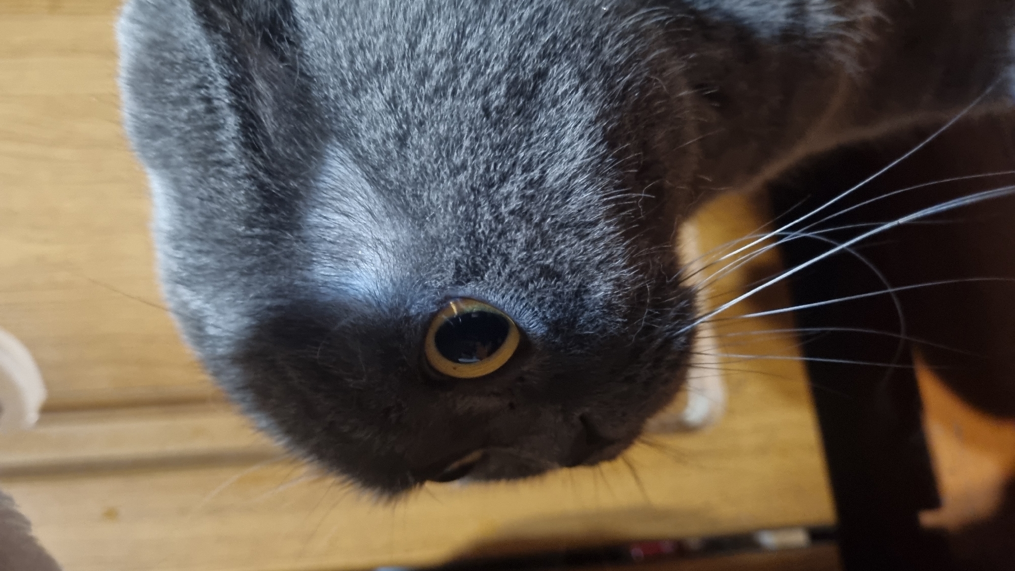 A close-up shot captures the profile of a grey cat's head. The cat's large, round eyes, with golden irises and dark pupils, are prominent. Its ears are folded forward, and its whiskers are long and white. The background consists of a wooden surface, likely a wall or furniture, with vertical planks. The lighting casts a shadow across the cat's face, highlighting its features. The image appears to be a domestic setting, but no specific location within Vysokoe, Russia, can be identified from the visual information provided.