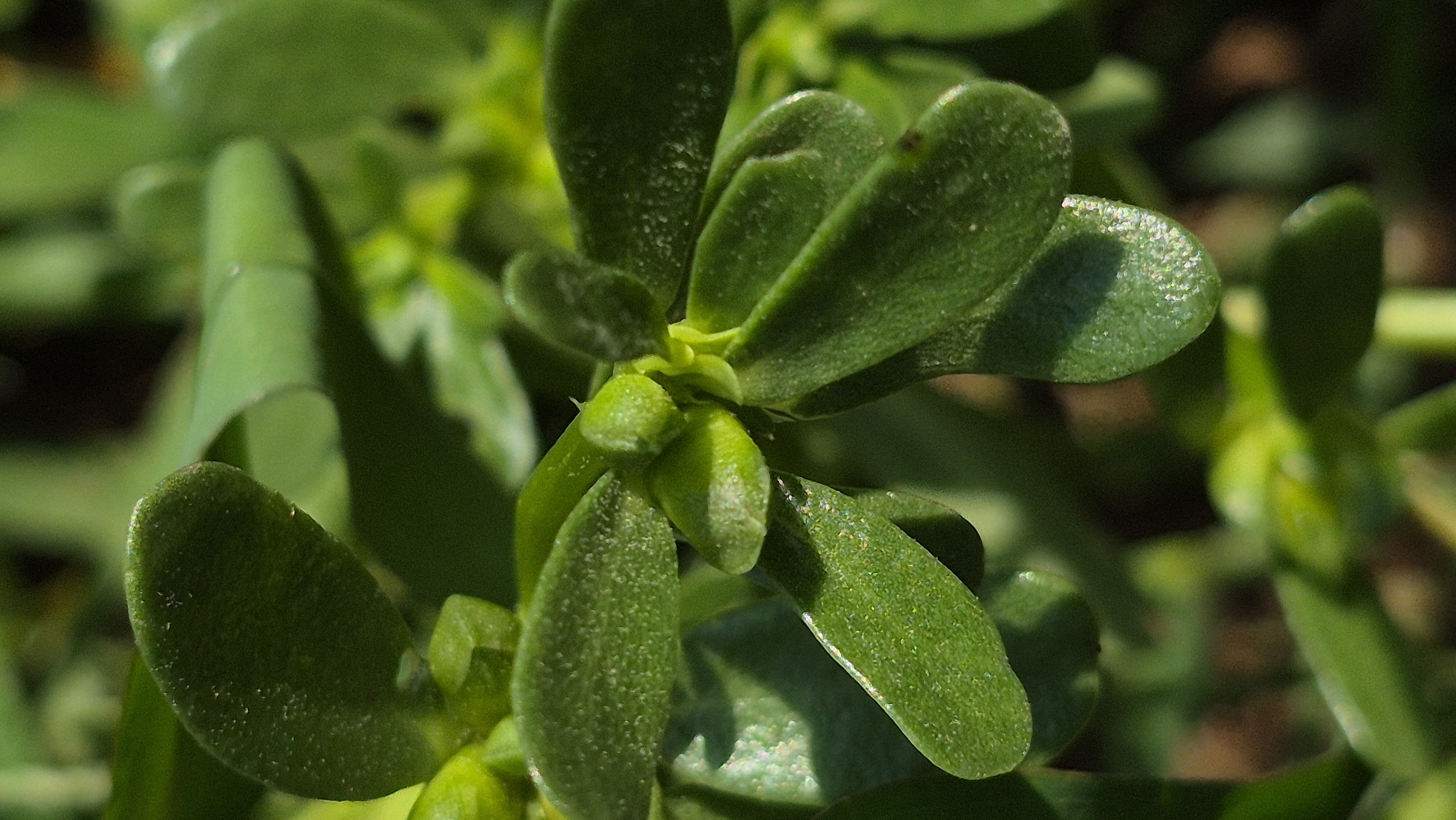 The image is a close-up, macro photograph of green succulent plant leaves. The leaves are thick and fleshy, with a slightly glossy surface. They are arranged in a tight cluster, with some leaves overlapping others. The lighting creates distinct shadows and highlights on the leaves, emphasizing their texture and form. The background is blurred, with hints of other greenery and dark soil. The overall impression is one of natural growth and detail. The location is not discernable from the image.