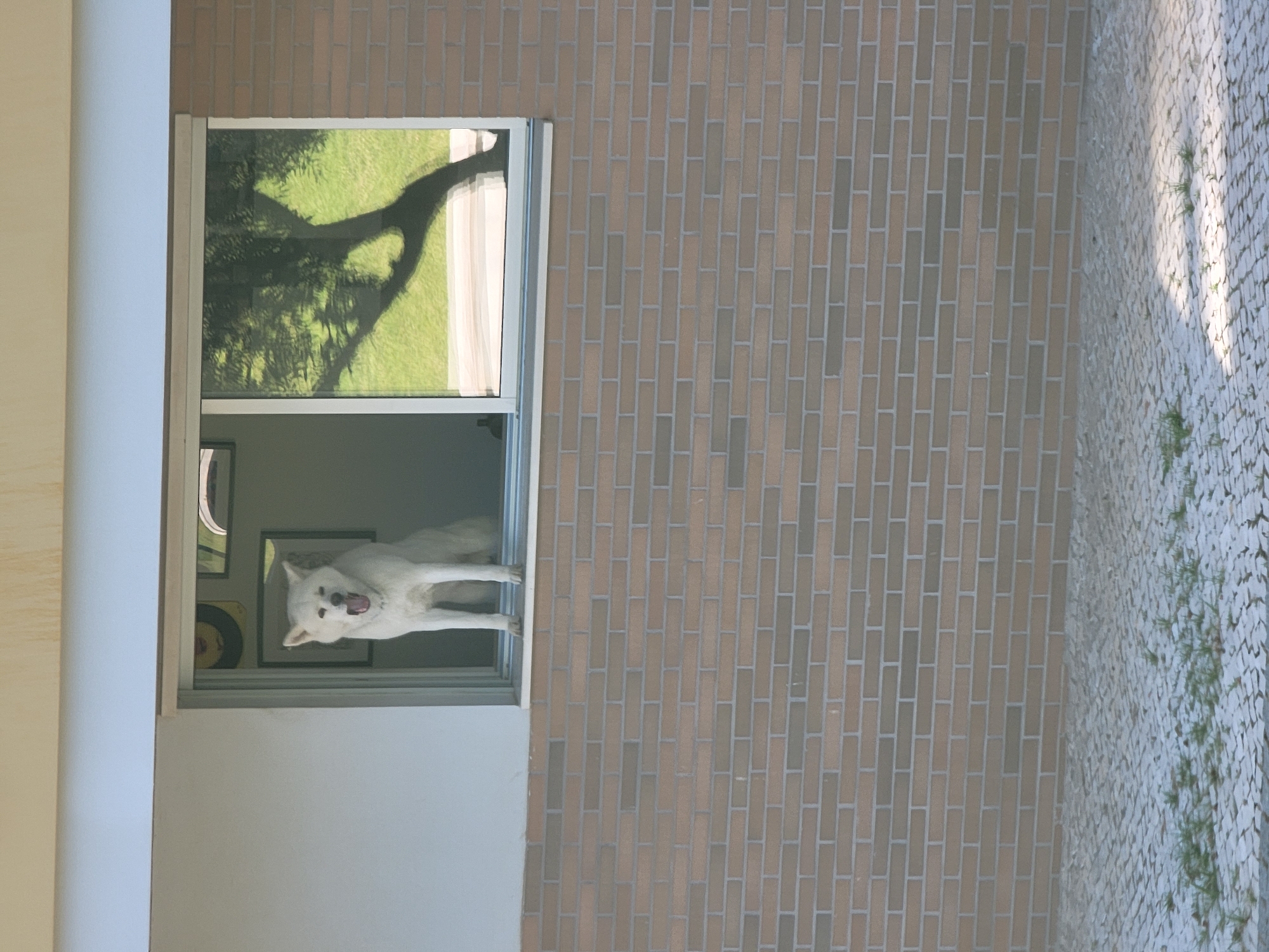 A white dog with its mouth open is visible through a window on the second story of a brick building. The dog is positioned centrally within the window frame. The window overlooks a grassy area with a tree shadow cast upon it. The building appears to be located in Quarteira, Portugal, as indicated by the context of the surrounding environment which includes paved ground with sparse vegetation. The image is captured from a slightly upward angle, focusing on the dog in the window and the architectural details of the building.