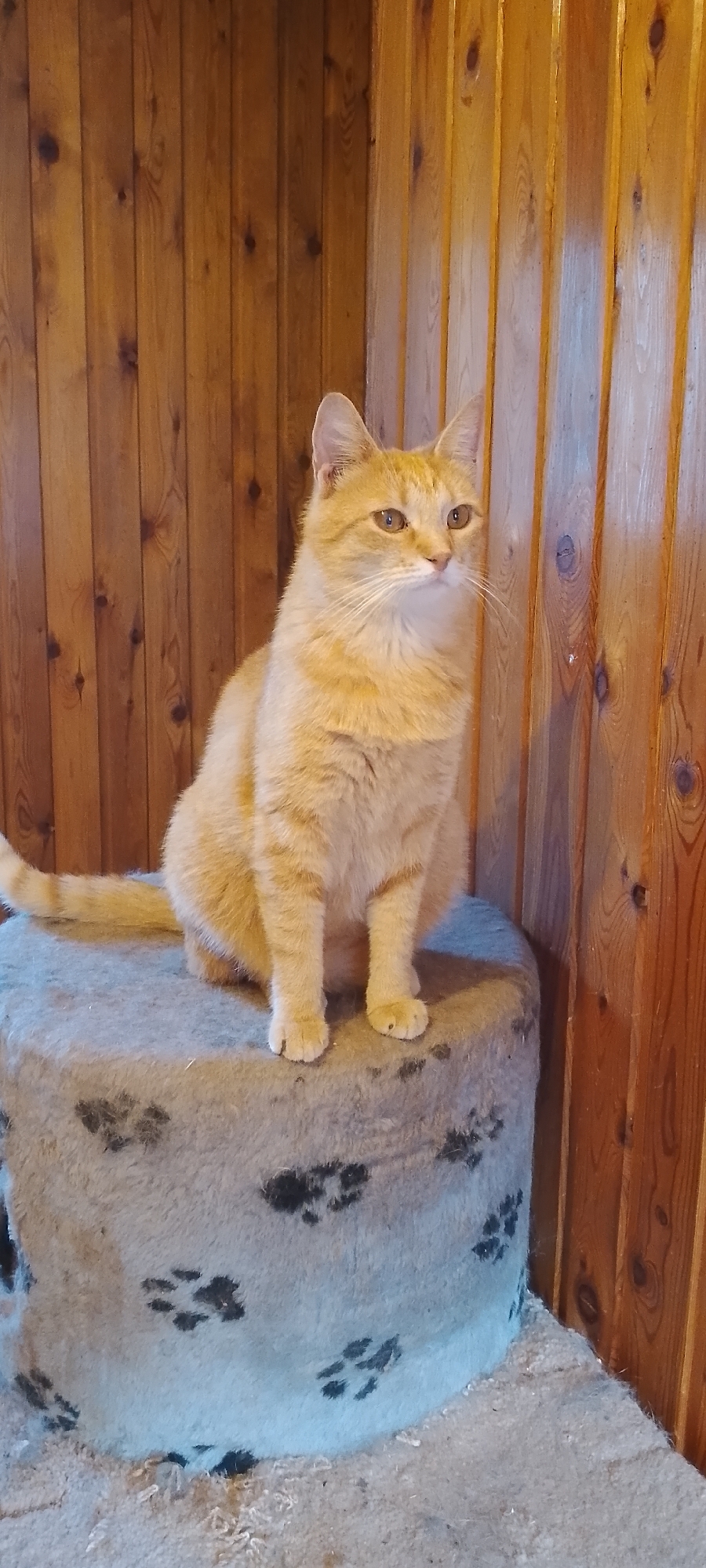 An orange tabby cat sits on a round, carpet-covered object, possibly a cat tree or ottoman, adorned with black paw prints. The cat is facing to the right, looking away from the camera. Its fur is light orange with darker tabby stripes. The object it sits on is light gray and appears to be cylindrical, with a slightly textured surface. The background consists of vertical wooden planks, likely interior paneling, with a warm, light brown hue. The lighting suggests an indoor environment.