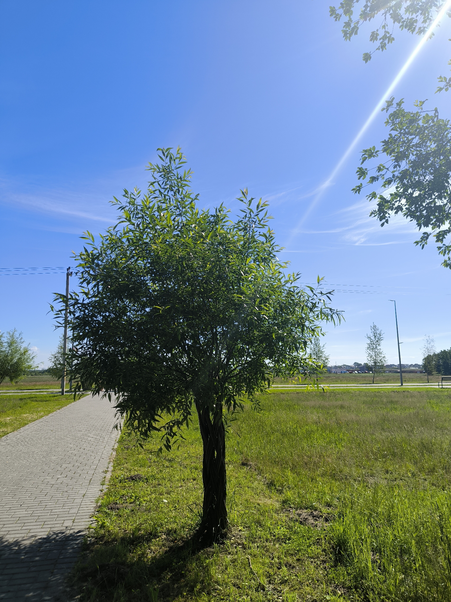 The image depicts a sunlit park on a clear day in Laskino, Russia. A paved walkway, constructed of light gray rectangular bricks, runs along the left side of the frame. Adjacent to the walkway is a patch of green grass, interspersed with some dry patches and small mounds of dark soil. A young, slender tree with a braided trunk and vibrant green leaves stands in the grass, casting a shadow on the walkway. In the background, beyond the grassy area, are more trees, a lamppost, power lines, and a distant cluster of buildings. The sky is a brilliant blue, with wispy white clouds and bright sunbeams creating a lens flare effect. The overall scene conveys a peaceful and natural environment within an urban setting.