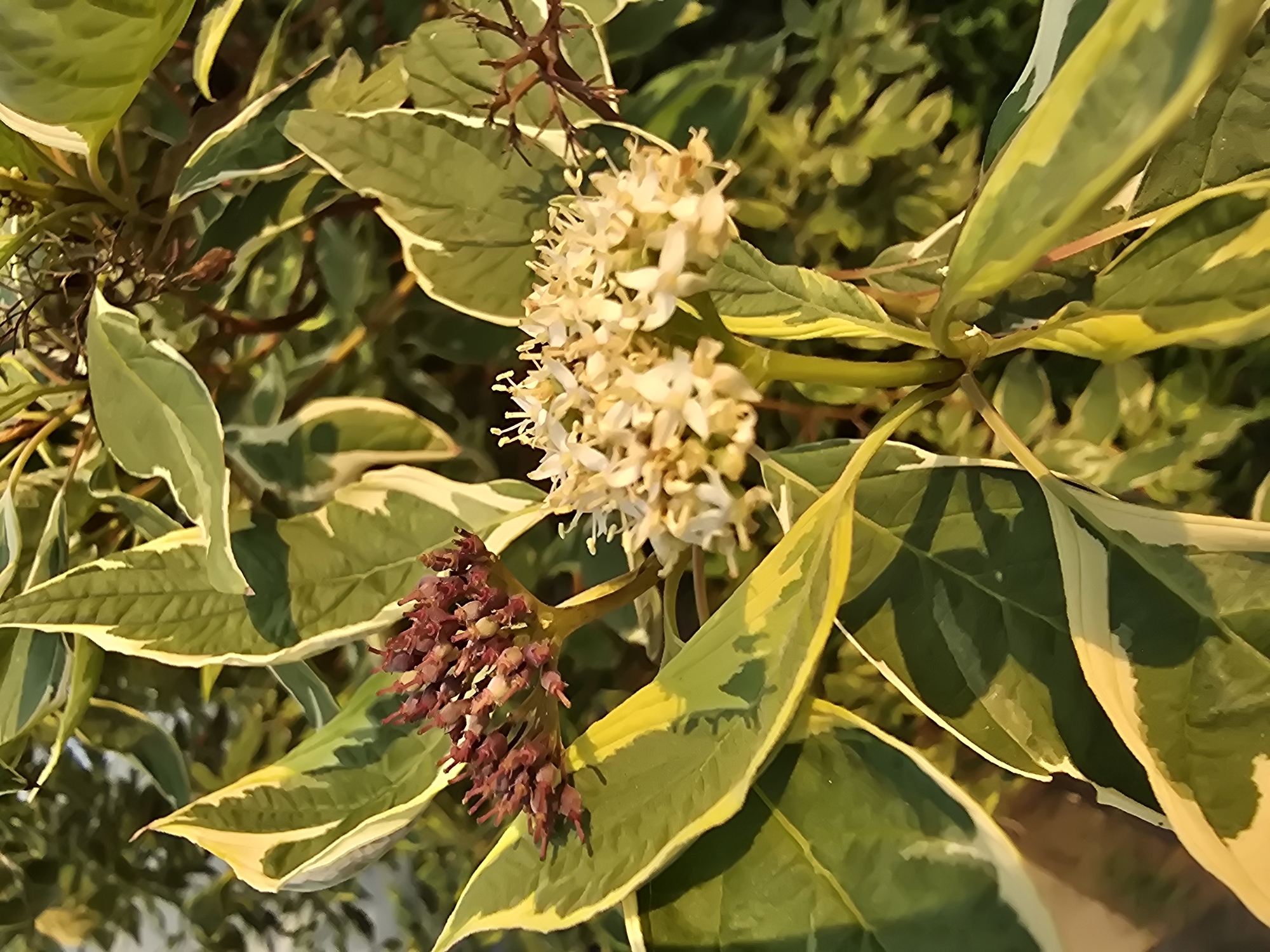 This is a close-up, vertical photograph of a variegated shrub with green leaves edged in yellow and white. There are two clusters of flowers; one cluster is a deep burgundy color and appears to be developing flower buds, while the other cluster consists of small, white, star-shaped flowers in full bloom. The background is blurred and consists of more foliage, suggesting an outdoor environment. The lighting indicates it is daytime, possibly late afternoon due to the warm tones. The location is a garden or park in Vyshneve, Ukraine. There are no people or animals visible in the image.