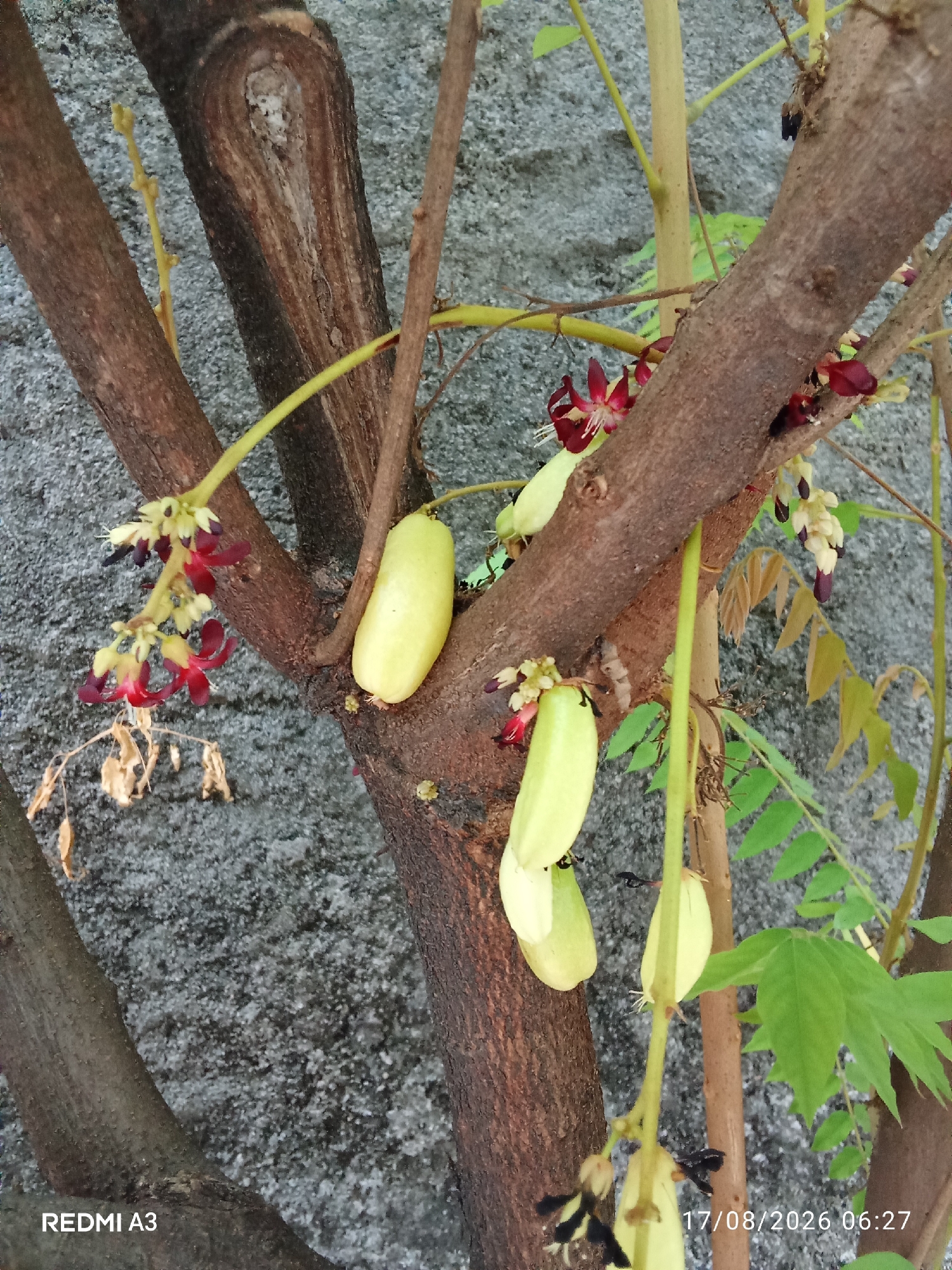 The image depicts a close-up of a tree with multiple fruits and flowers, set against a textured gray background, possibly a wall. The tree has rough, brown bark and branches. Several light green, elongated fruits hang from the branches. Some of these fruits are clustered together, while others hang individually. There are also small, dark red flowers with white centers and some undeveloped buds scattered throughout. The overall impression is of a fruit-bearing tree in an outdoor setting. The location is identified as Cemani, Indonesia. The bottom left corner of the image displays "REDMI A3", and the bottom right corner shows a date and time stamp "17/08/2026 06:27". No people or animals are visible in the image.