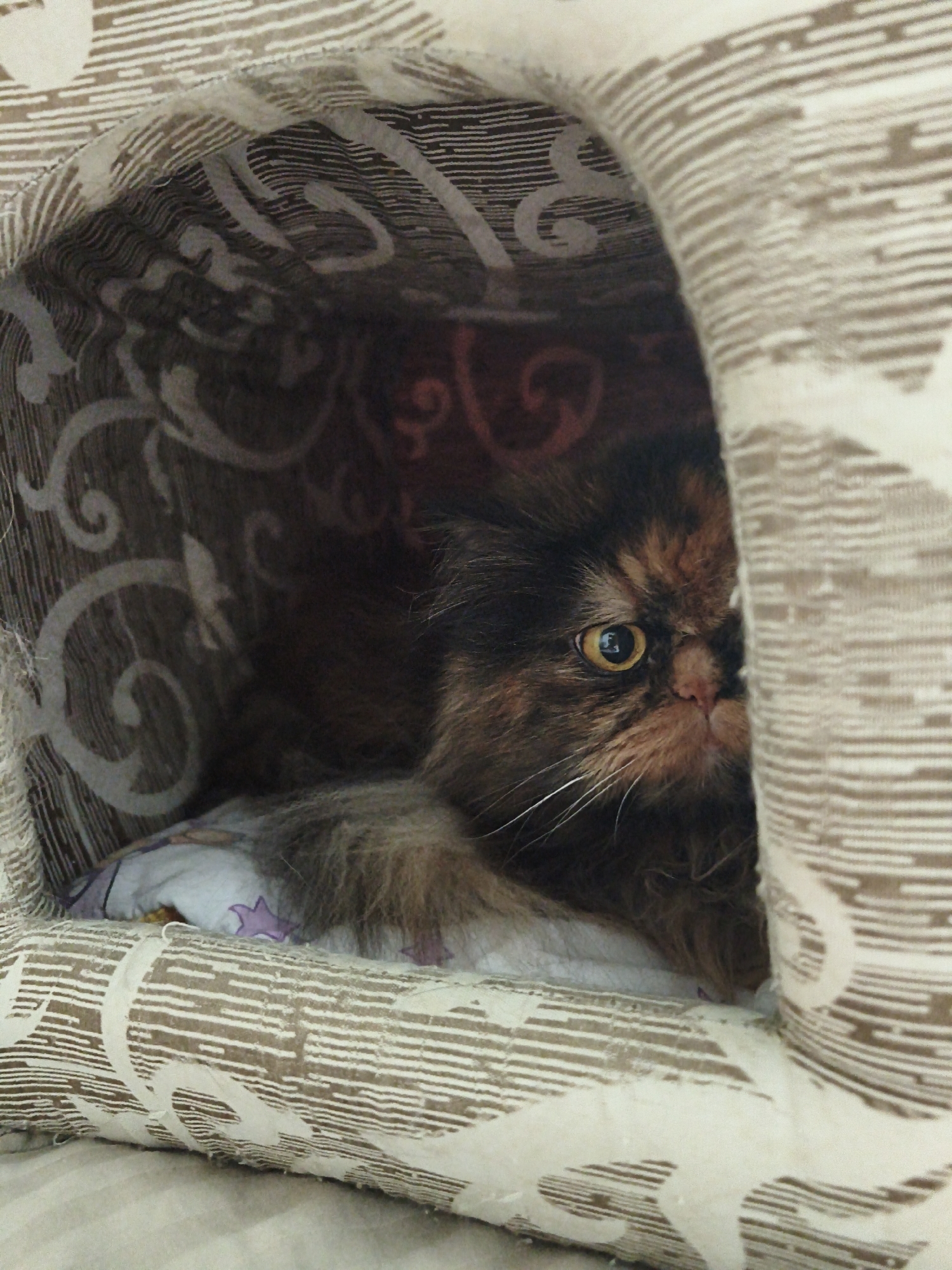 A tortoiseshell cat with long fur peeks out from a fabric pet bed. The bed is conical in shape and has a brown and white patterned exterior with a cream-colored interior lining. The cat's head is visible, with one eye open and its whiskers fanned out. The background is dark and indistinct, suggesting the cat is in a dimly lit area. The cat is lying down on a soft cushion inside the bed. The image is taken from a slightly high angle, looking down into the pet bed.